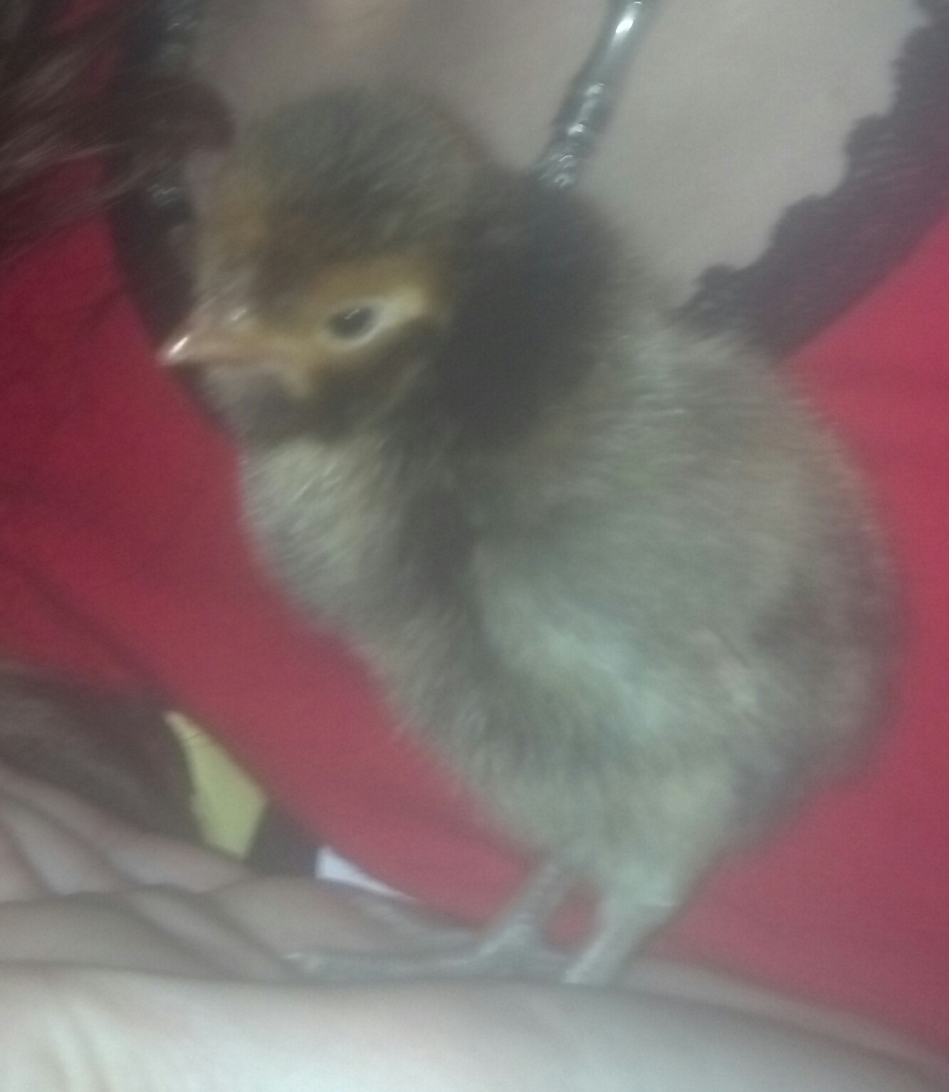 I believe a red polish