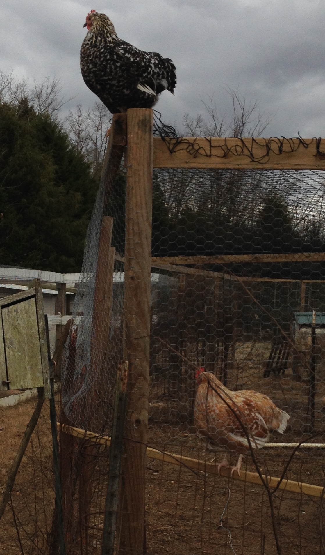 I Believe I Can Fly!