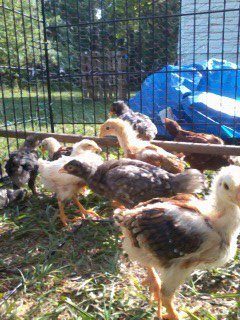 I believe the one front right is a hen golden comet ?