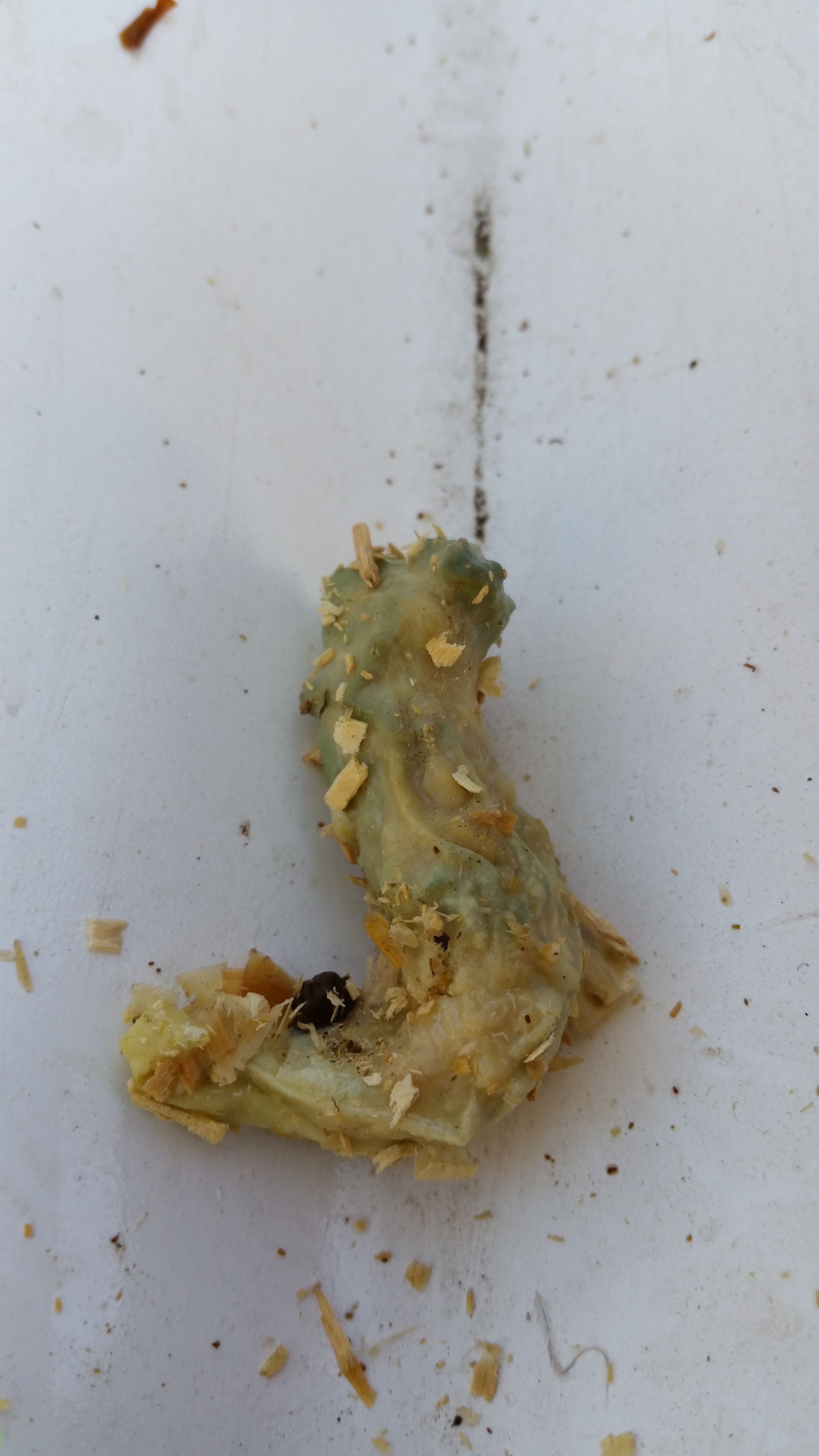 I believe this is a lash egg from my Easter Egger, Sandy