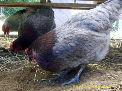 I bought 3 beautiful blue hens at the flea market several years ago. They had red hackle feathers and some almost red lacing overall. Beautiful friendly birds that laid cream colored eggs, often double yolkers. I LOVED those birds. Wish I could breed some of my own now.