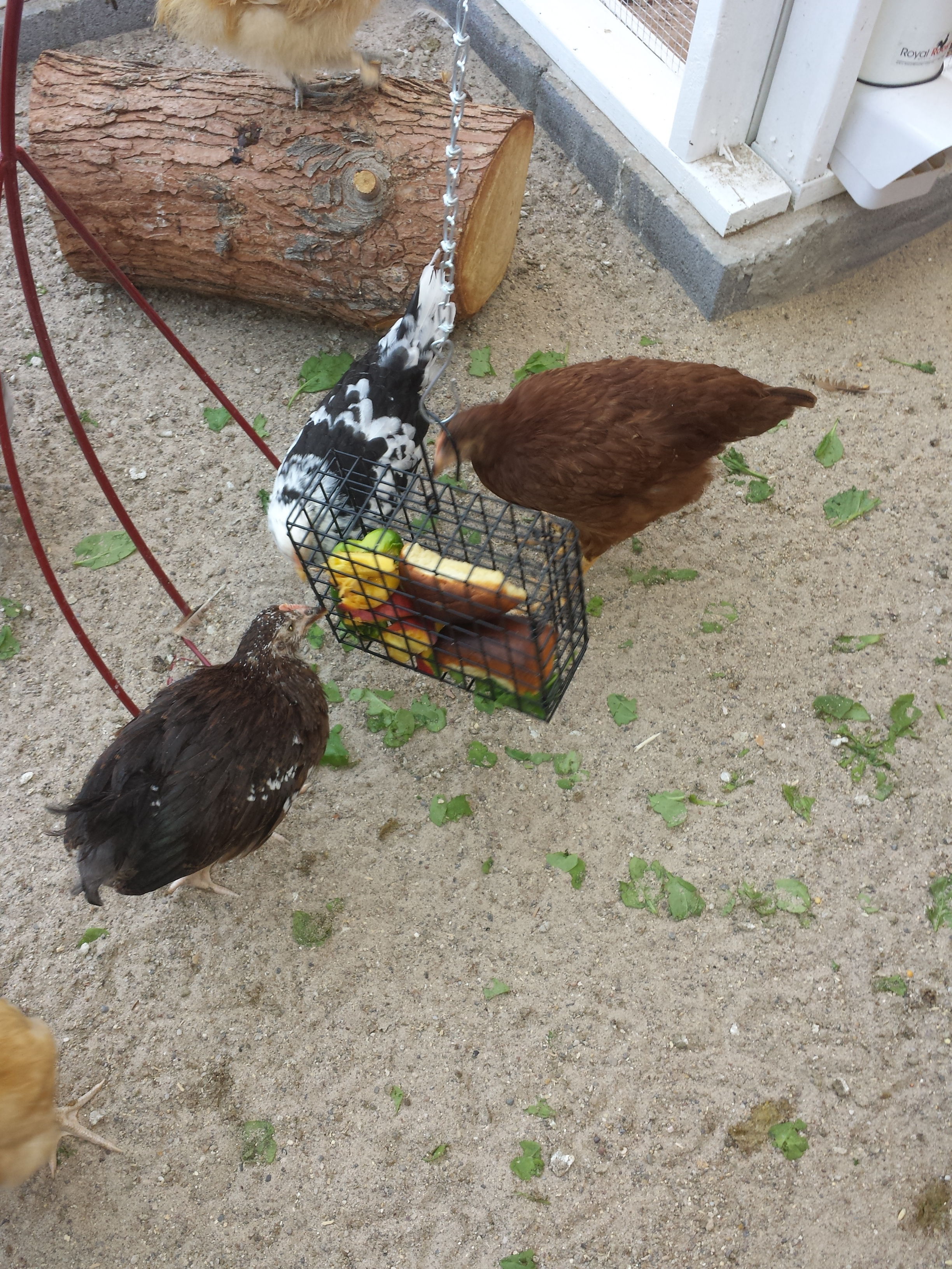I bought a suet feeder with large holes so I could give them vegetables