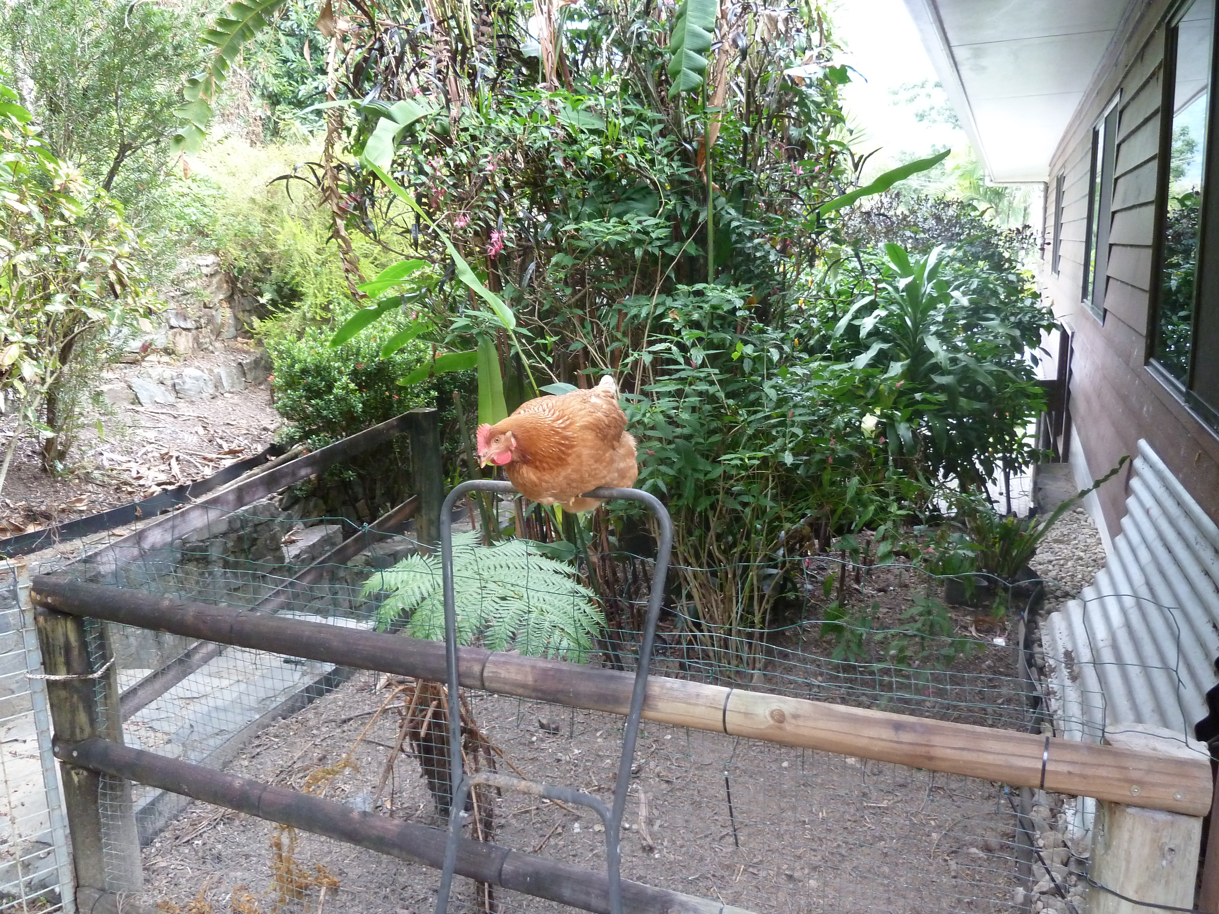 I bought Jenny a New Hampshire Red from a small shed farm in Cairns. Despite the tip of her beak missing, she is a beautiful chicken with a tendency of finding escape routes. She managed to fly-up onto the lawnmower and over the fence.