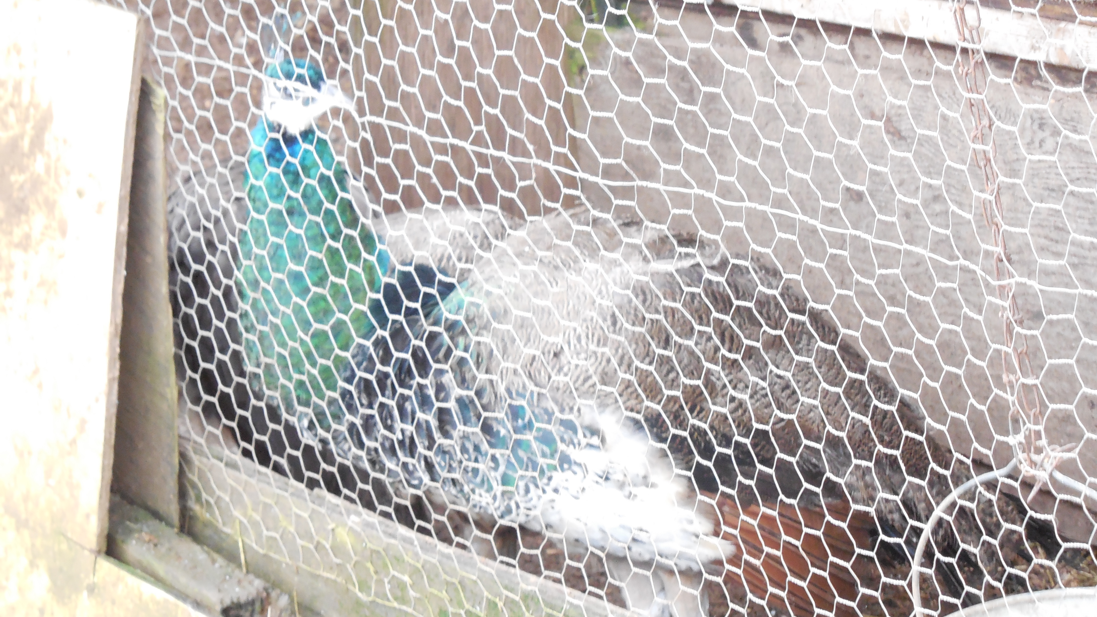 I bought my 2 peacocks and 1 peahen as 2 month old peachicks and kept them in this pen for the winter. Now that they're nice and big they'll be let out to free range with the rest of the birds.