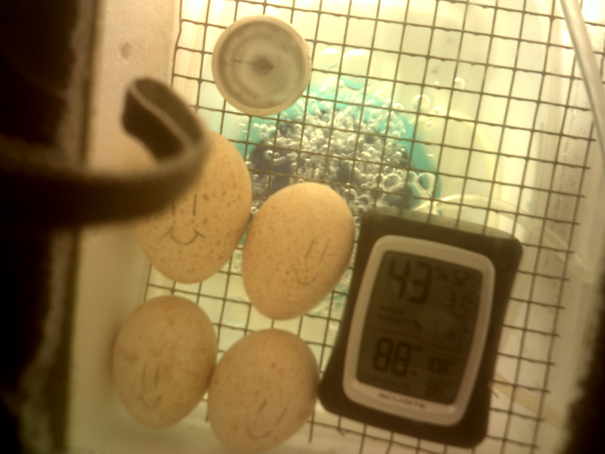 **** i broke a turkey egg so i'm down to 4