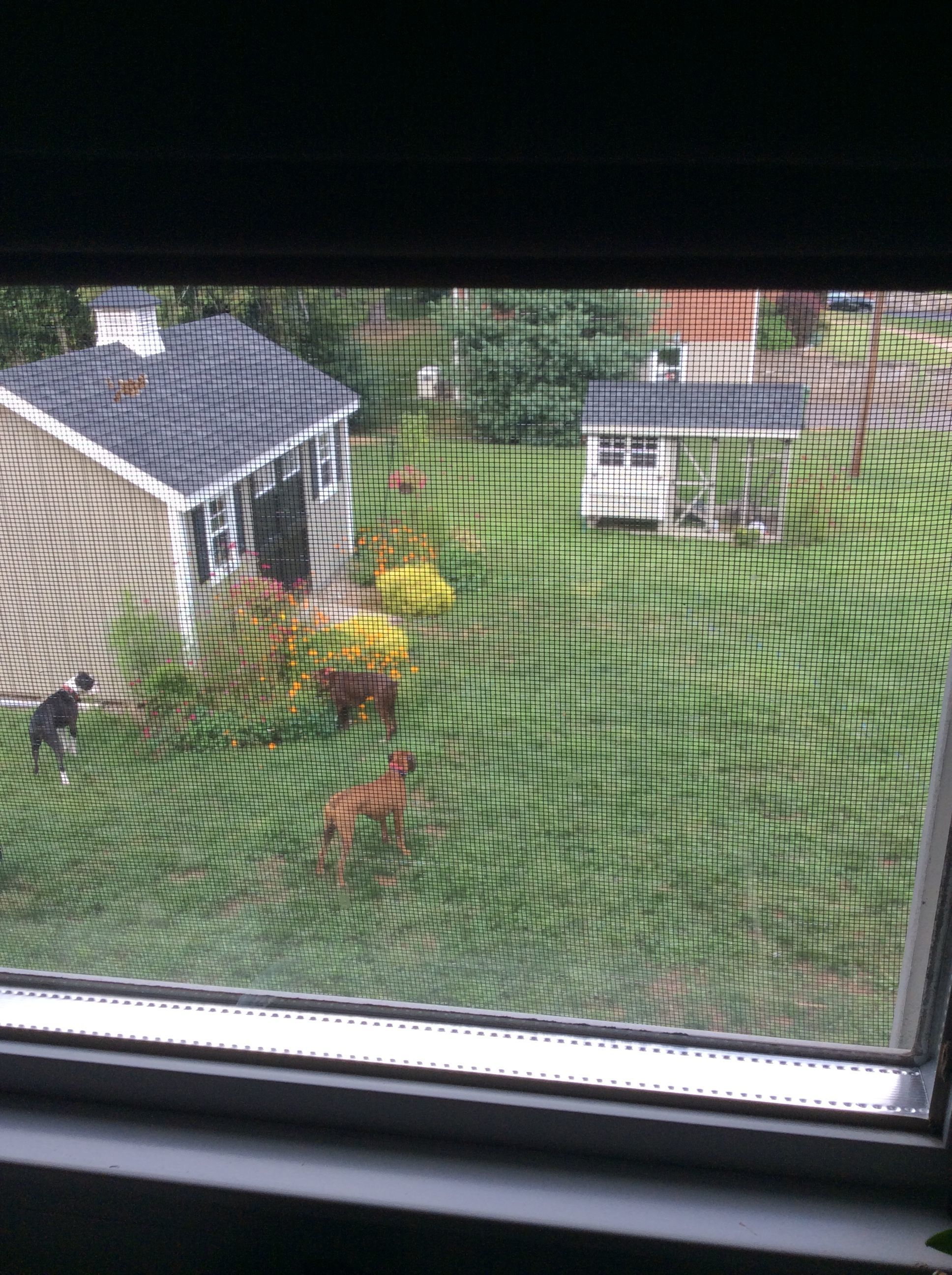 I can see all from my kitchen window