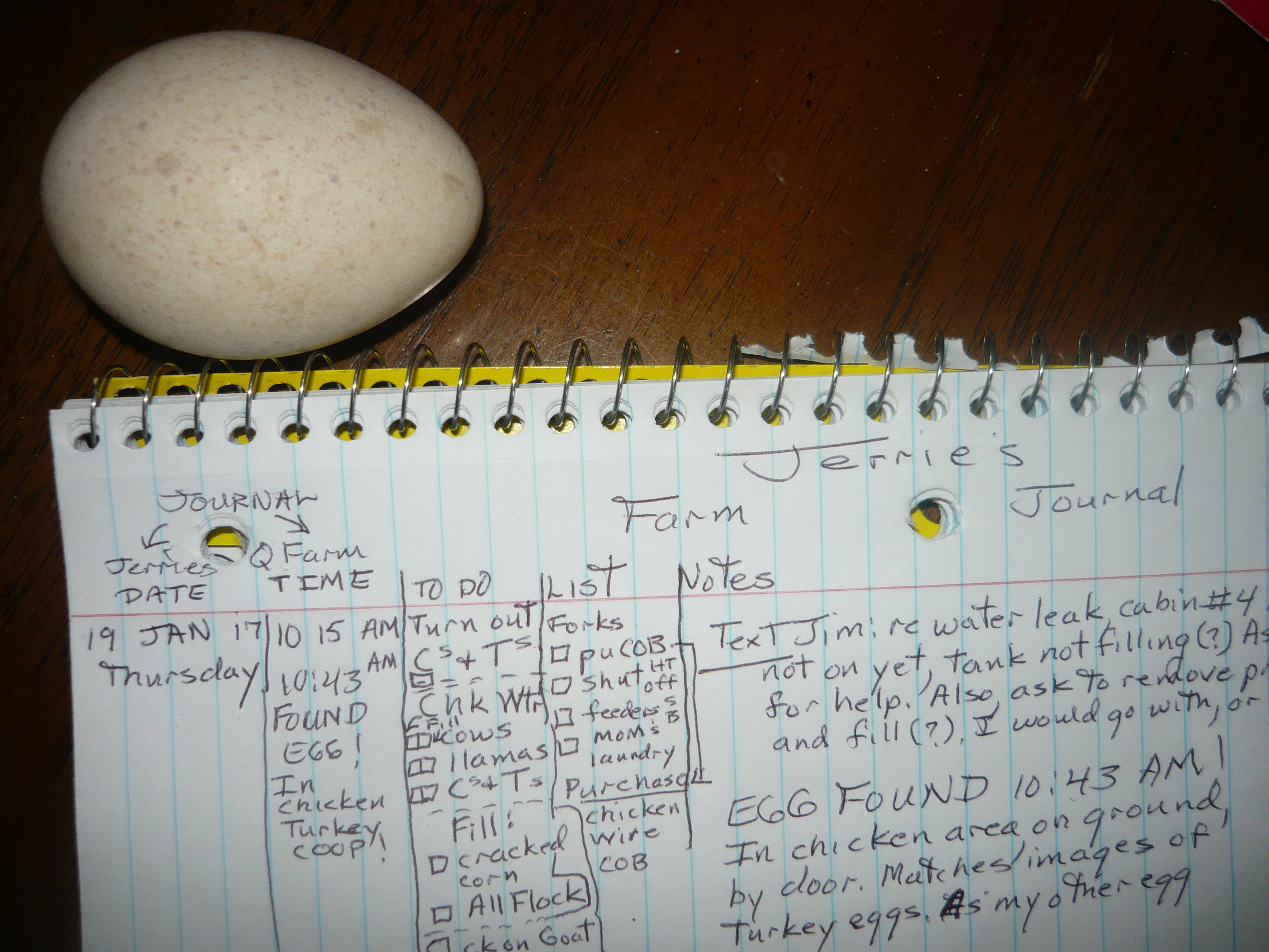 I cannot view my own journal, here, yet:  We had a spate of marvelous sunny days in January, 2017.  My 'Churkin' Coop is clear plastic .... My chickens and turkeys began to lay eggs!!! At that time, I documented them in my Journal.  Things are moving fast and Spring is here, so, still.... must get back to my Documentation.  Is so exciting and good to "look back", a Journal is a great tool and a "memory lane", to boot!