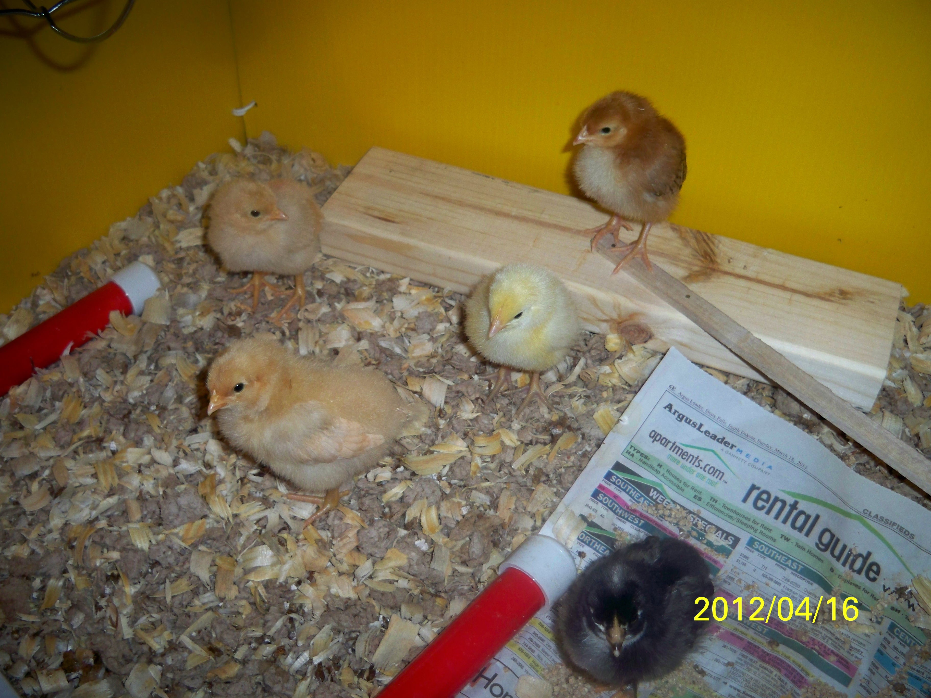I can't believe how much they have grown in just a short week.
