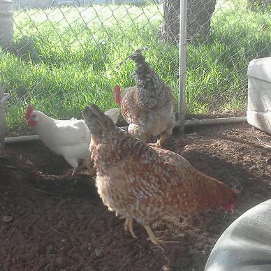 I cant keep that leghorn out of this pen lol