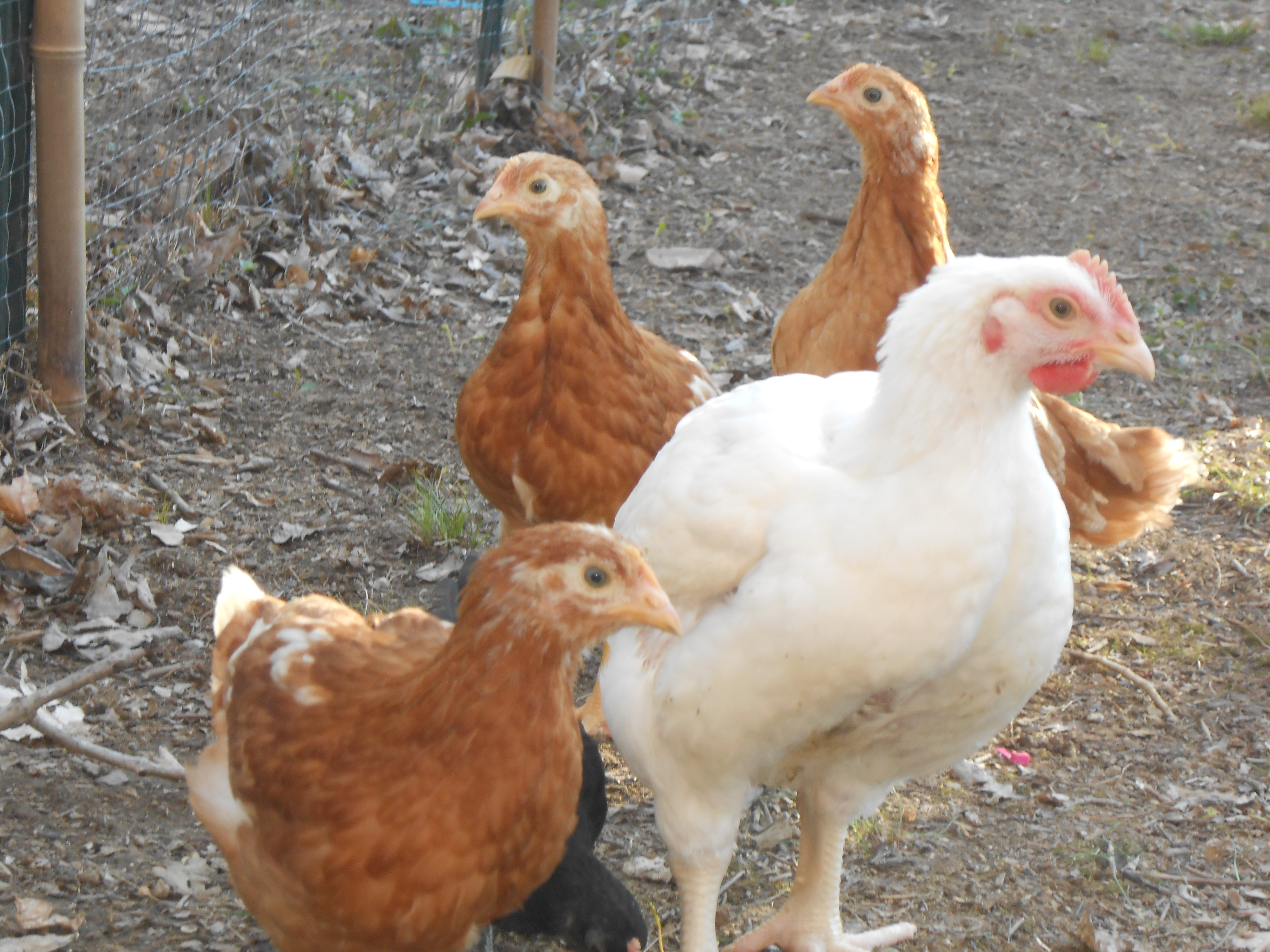 I can't wait for them to start laying eggs.