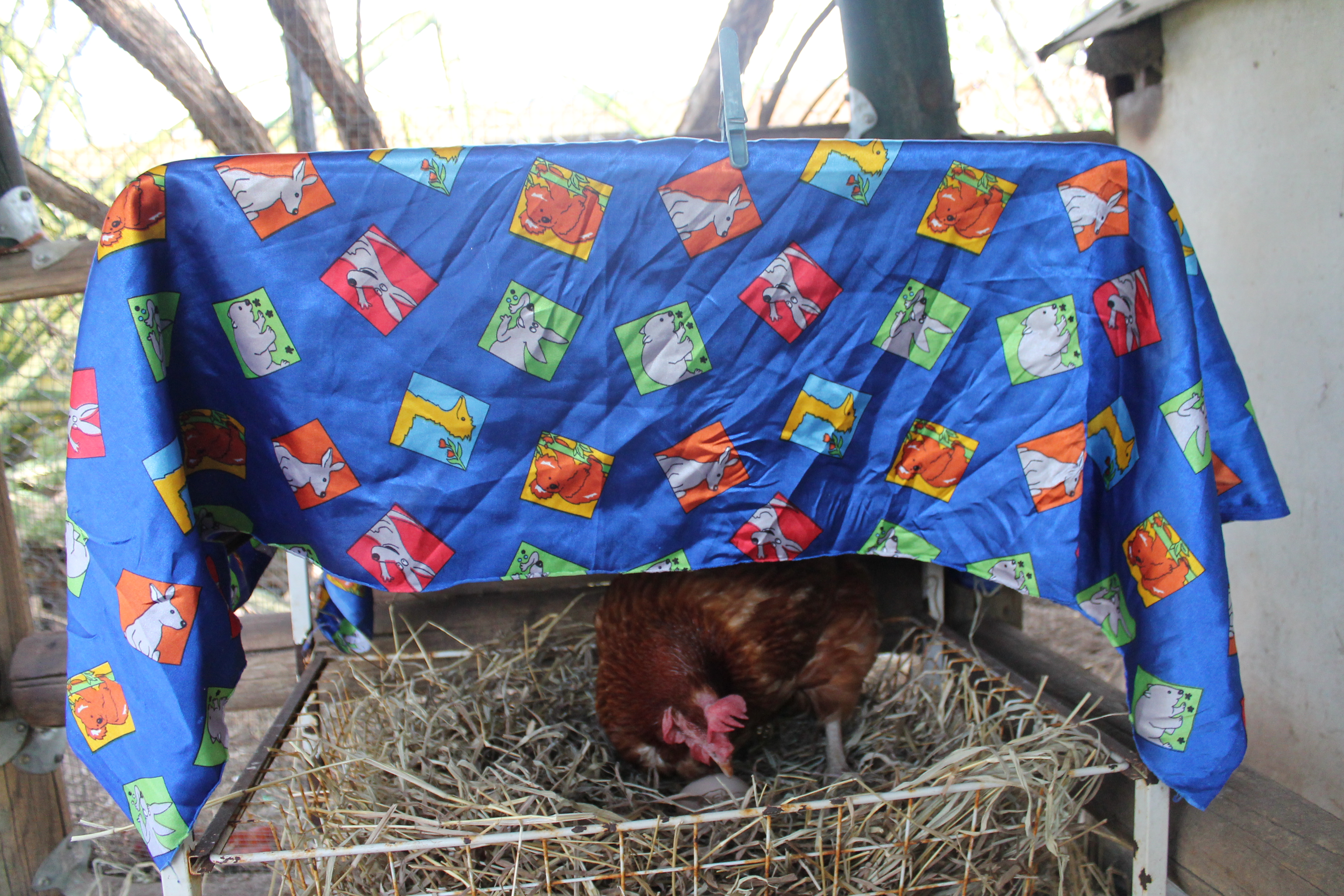 I change the nesting box shaded once in a while :) even chickens like variety!