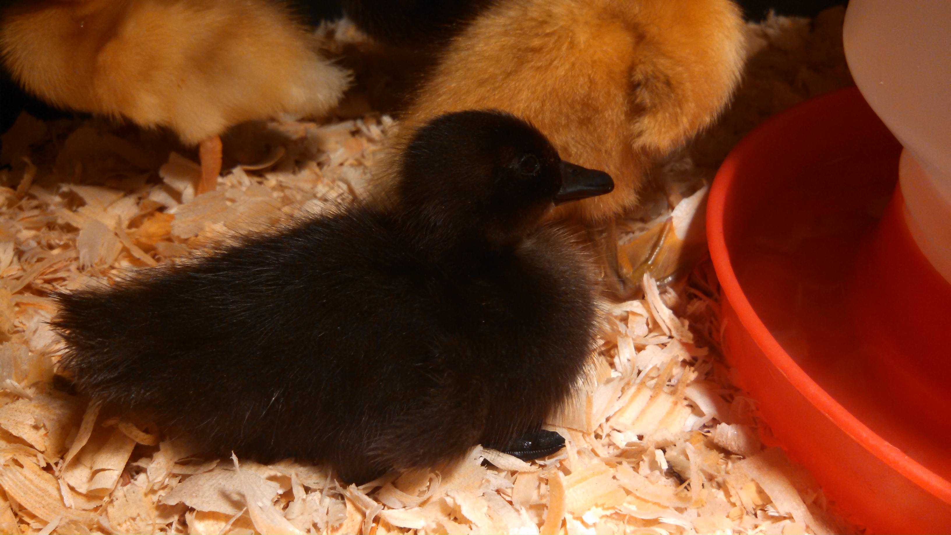 I could be any variety of black duck?!