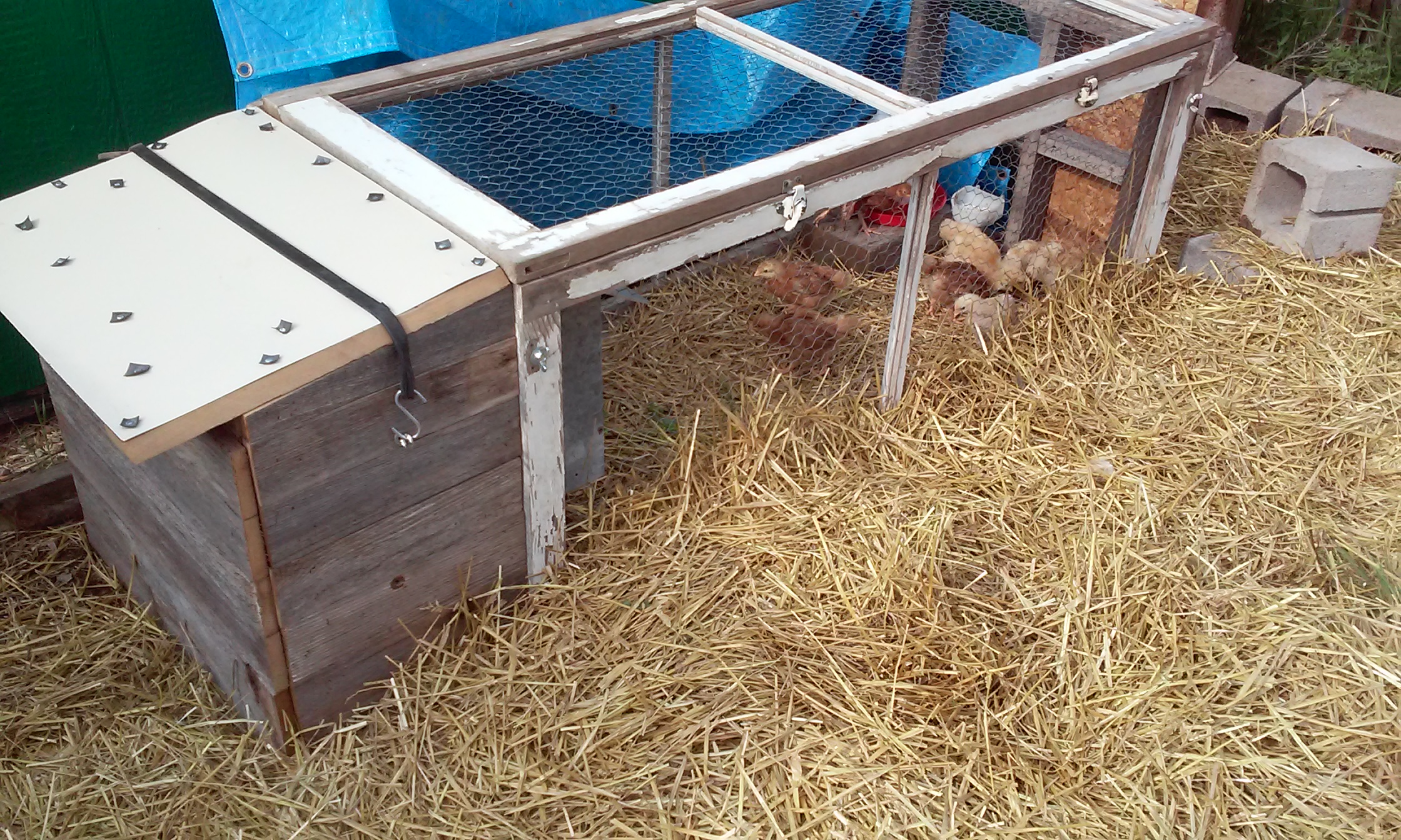 I decided on the spur of the moment to buy some baby chicks to replace my old hens that are getting long in the tooth and short on egg production.  I needed to keep the babies separated from the old girls until they were big enough to hold their own so I built this little temporary brooder coop. I will also be able to use it if I decide to set a hen in the future.