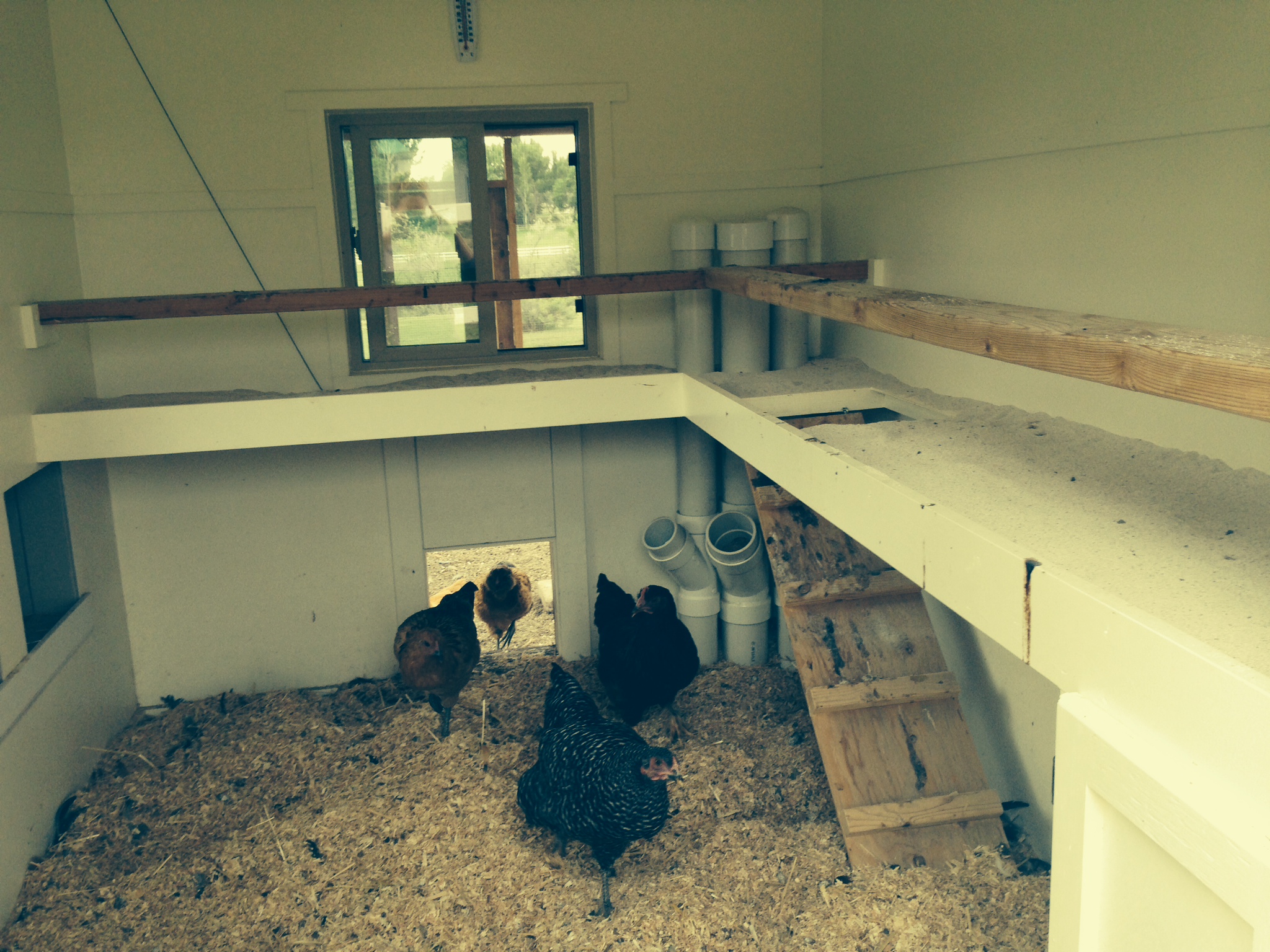 I didn't like the pine shavings on the poop boards, so I tried sweet PDZ and scoop with a litter scooper.  So much cleaner, easier, and has eliminated the majority of the smell.  Highly recommend trying it.  We also added PVC feeders and nipple waterers to help cut back on spills and mess.