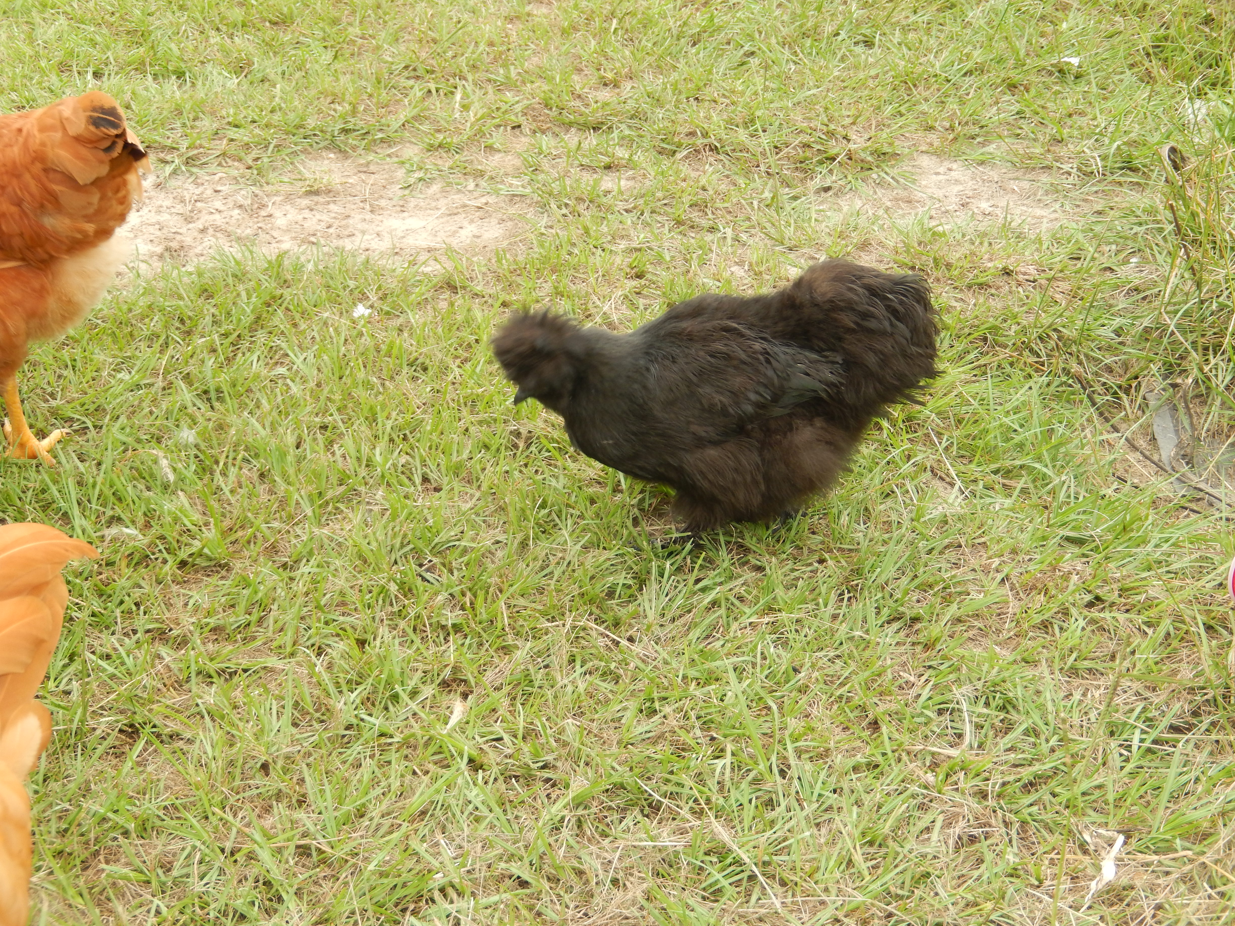 I don't know for sure how old my Silkie is. She keeps her distance from the other chickens now that they are all bigger than her! She was a real bully when they were smaller than her though.