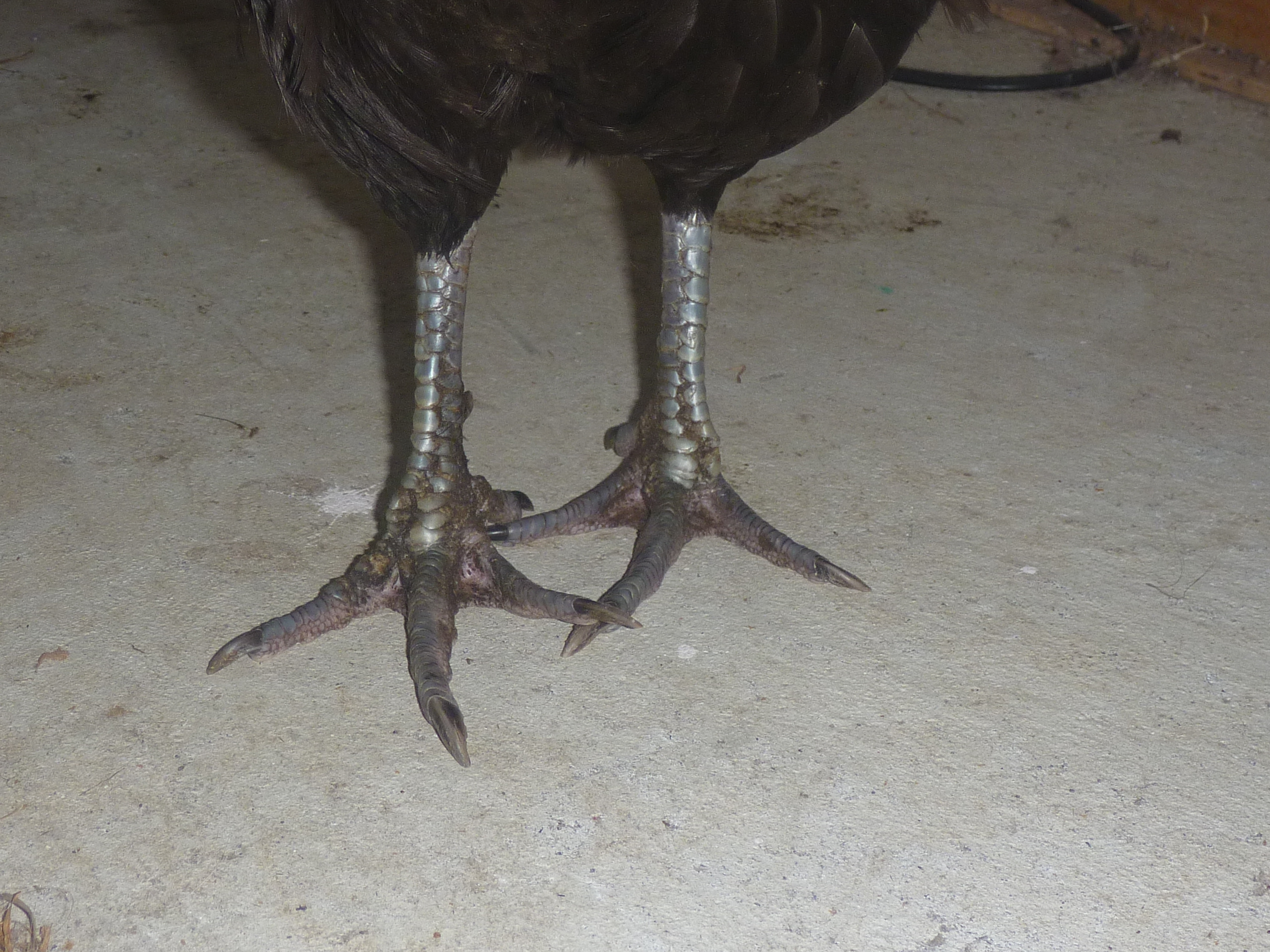 I don't know what a Minorca's feet should look like, but she has a limp and I don't think they look right.
