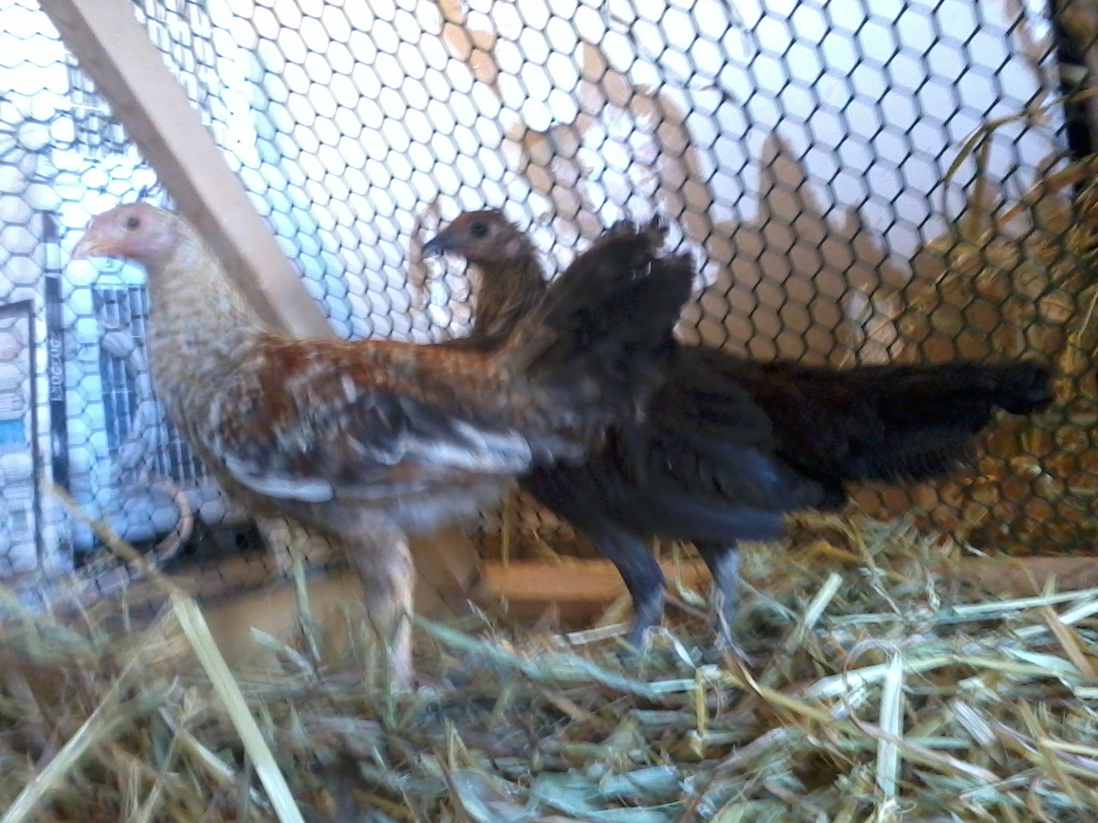 I don't know what breed these two are. Male and Female. They are rescue birds that someone dumped. I have grown attached to them and I call them Hansel and Gretal.

I have no idea what breed they are??