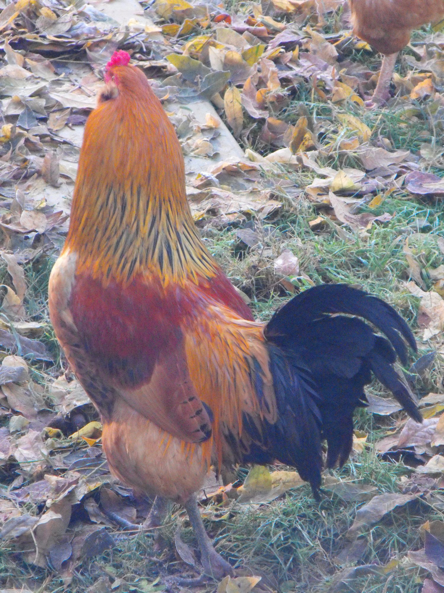 I don't know what kind he is,but his colors saved his life. There were 3 in the last batch of chicks and two had to meet the freezer.
