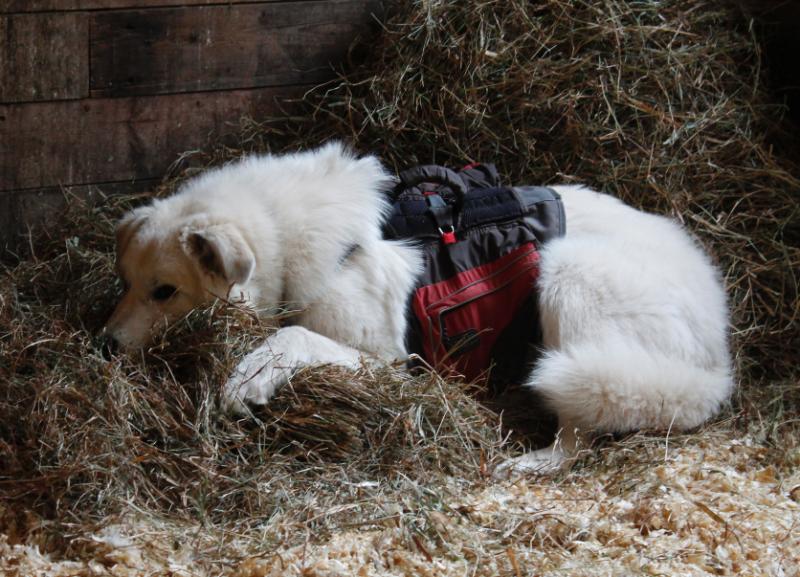 I don't know why she has to sleep in the hay.. :P