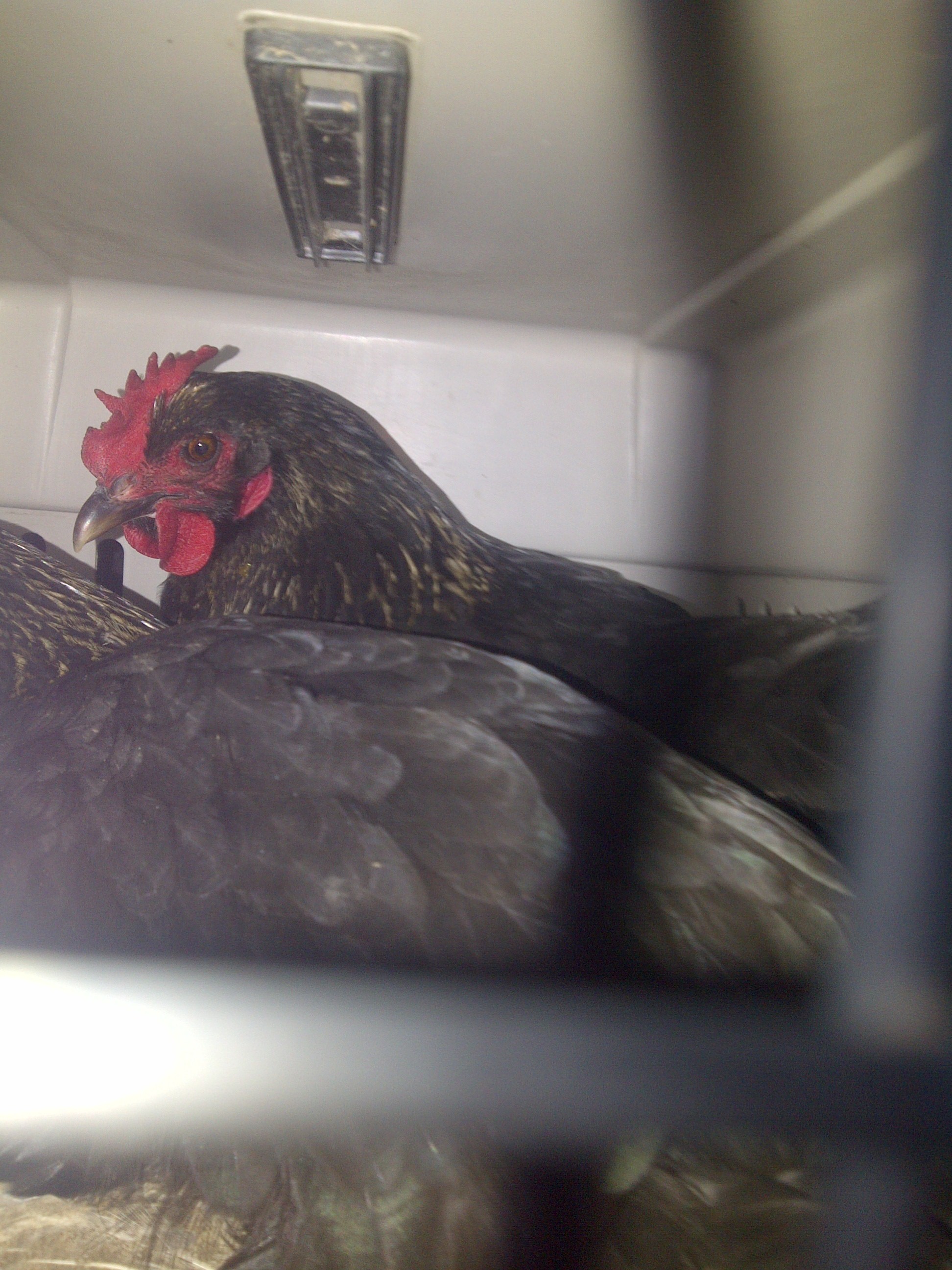 I drove 3 hour round trip to get these French Black Copper Marans hens. Supposed to have gotten 3 but he decided to only sell the 2 and the 1 Americana.