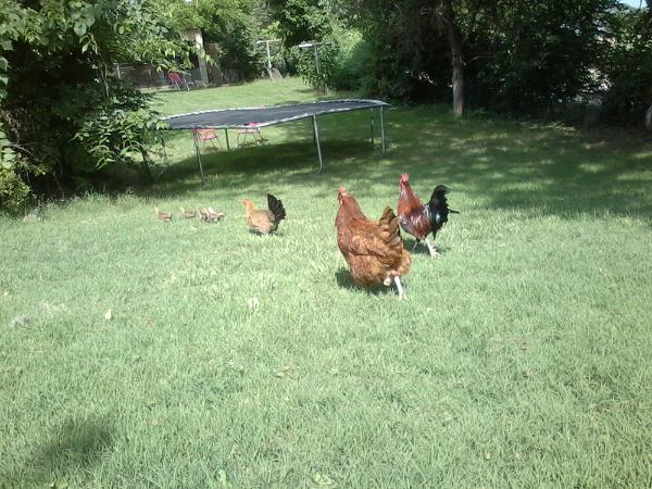 I finally started letting them run around outside the pen,  they love it!