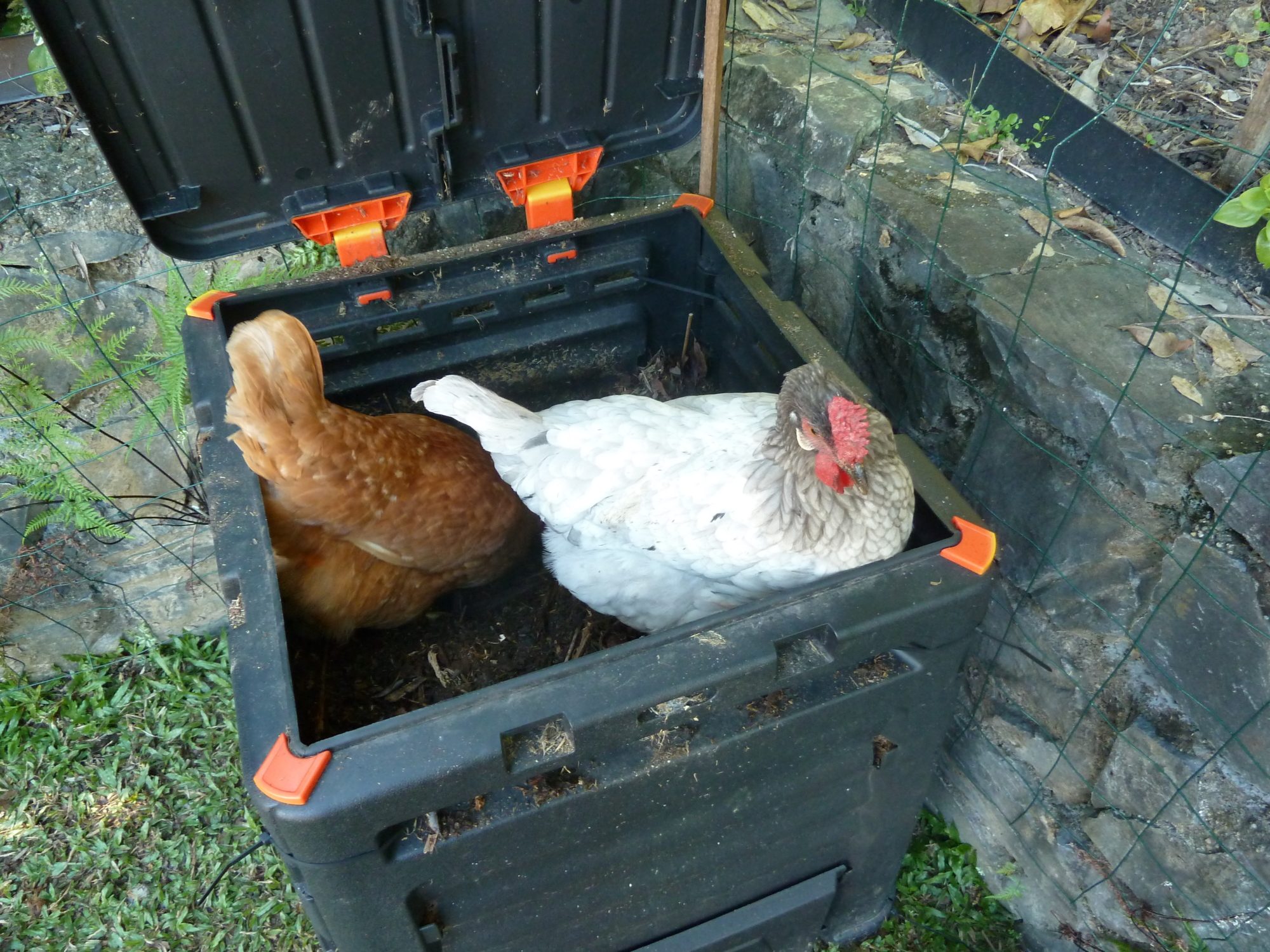 I forgot to close the lid of the fertilizer bin and of course, the chickens were straight into it.