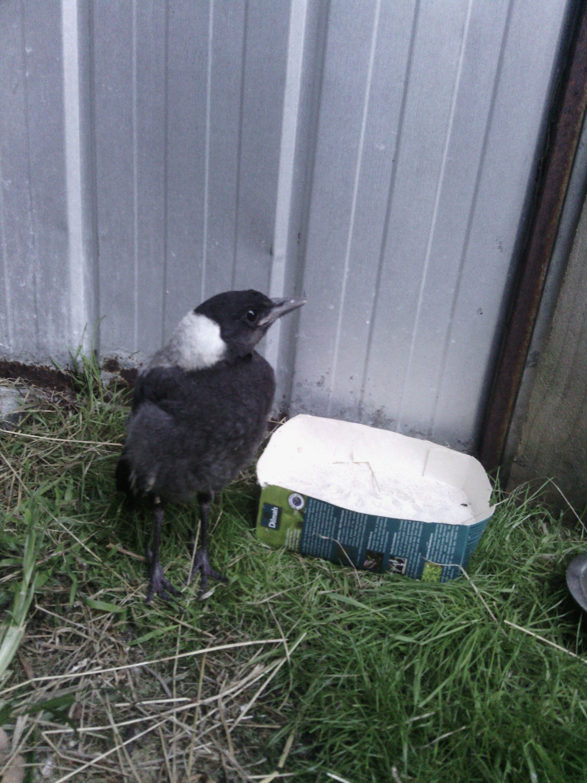 I found a Baby magpie with a broken wing. I named him Pie while he healed his wing in my aviary. Had to feed him a ton though, as he couldn't feed himself. (Is now a healthy Magpie back in the wild with a working wing now. :D ).