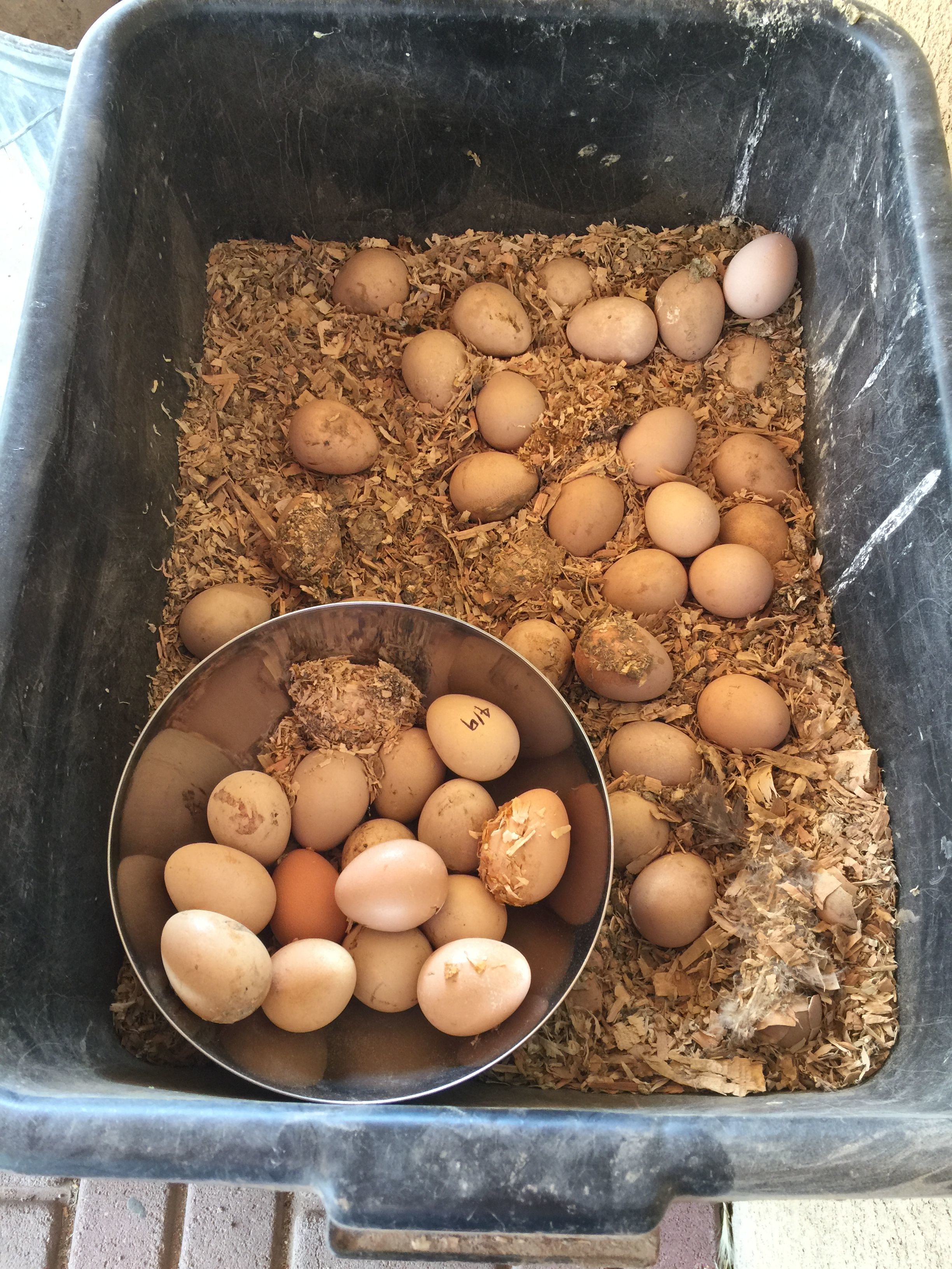 I found a pile of eggs!