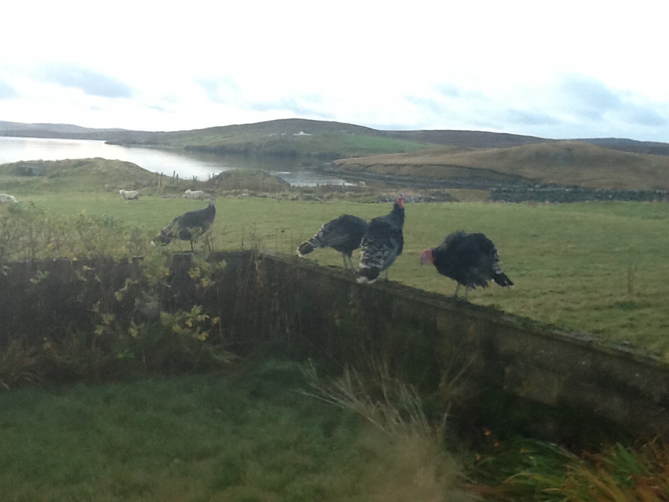 I get up and let them out, get the kettle on and they are in the garden....