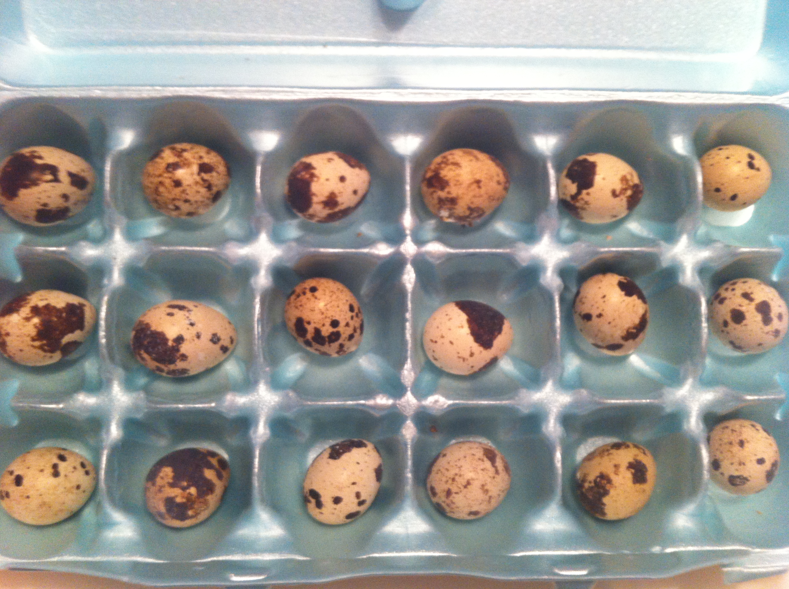 I got 72 quail eggs for 3 dollars at a local chicken auction.