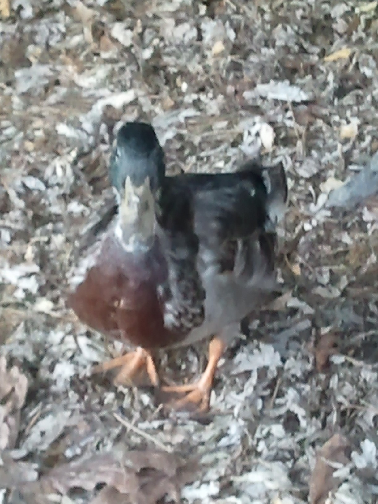 I got color showing !!!   I will name him  Punky !!!
