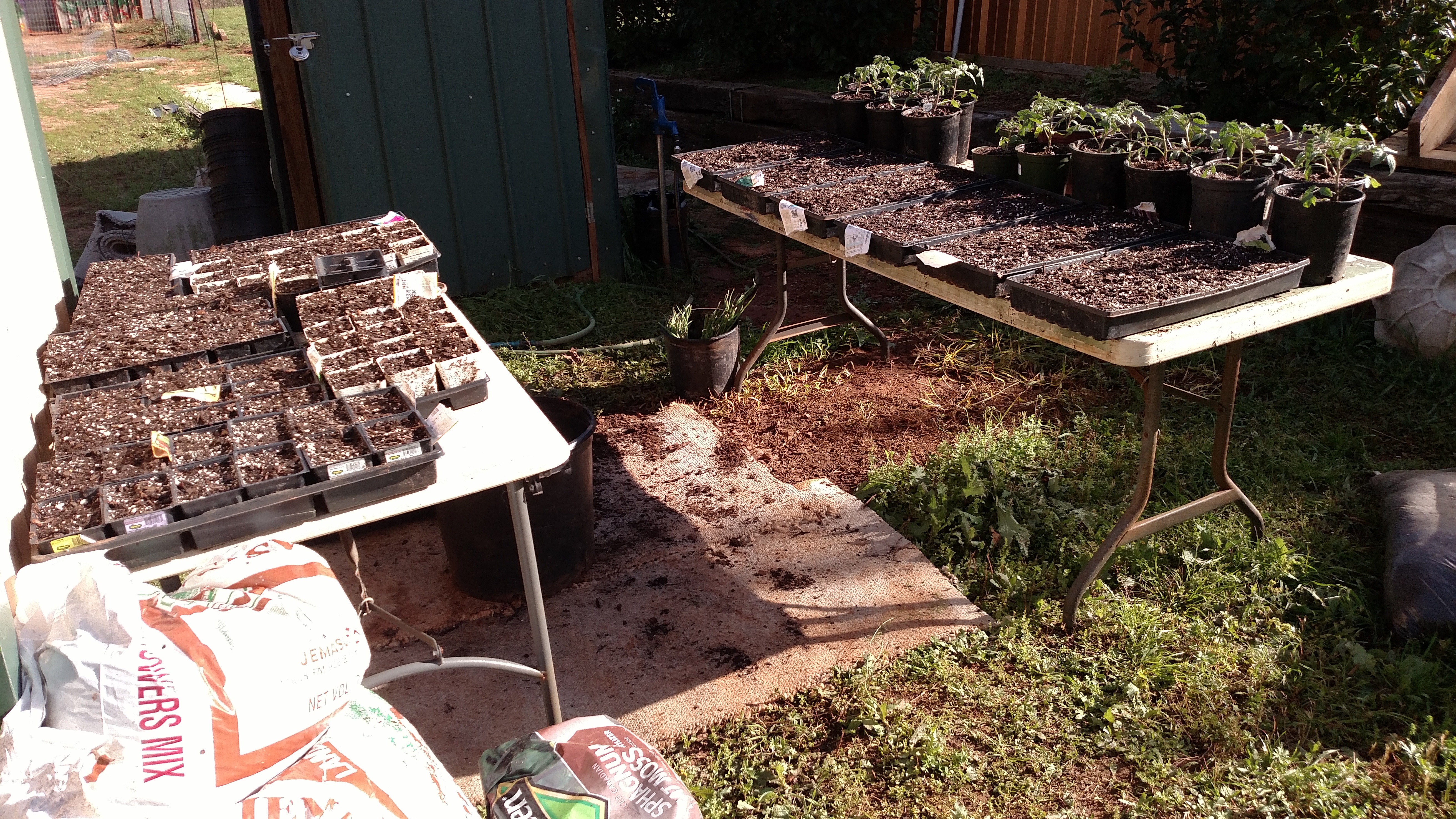 I got most of the seeds planted yesterday.  Will finish today.  Even though there is a tomato farm 5 miles away that I can buy a box of slicers for $8, I always get a few celebrity tomato plants (they are my favorite).