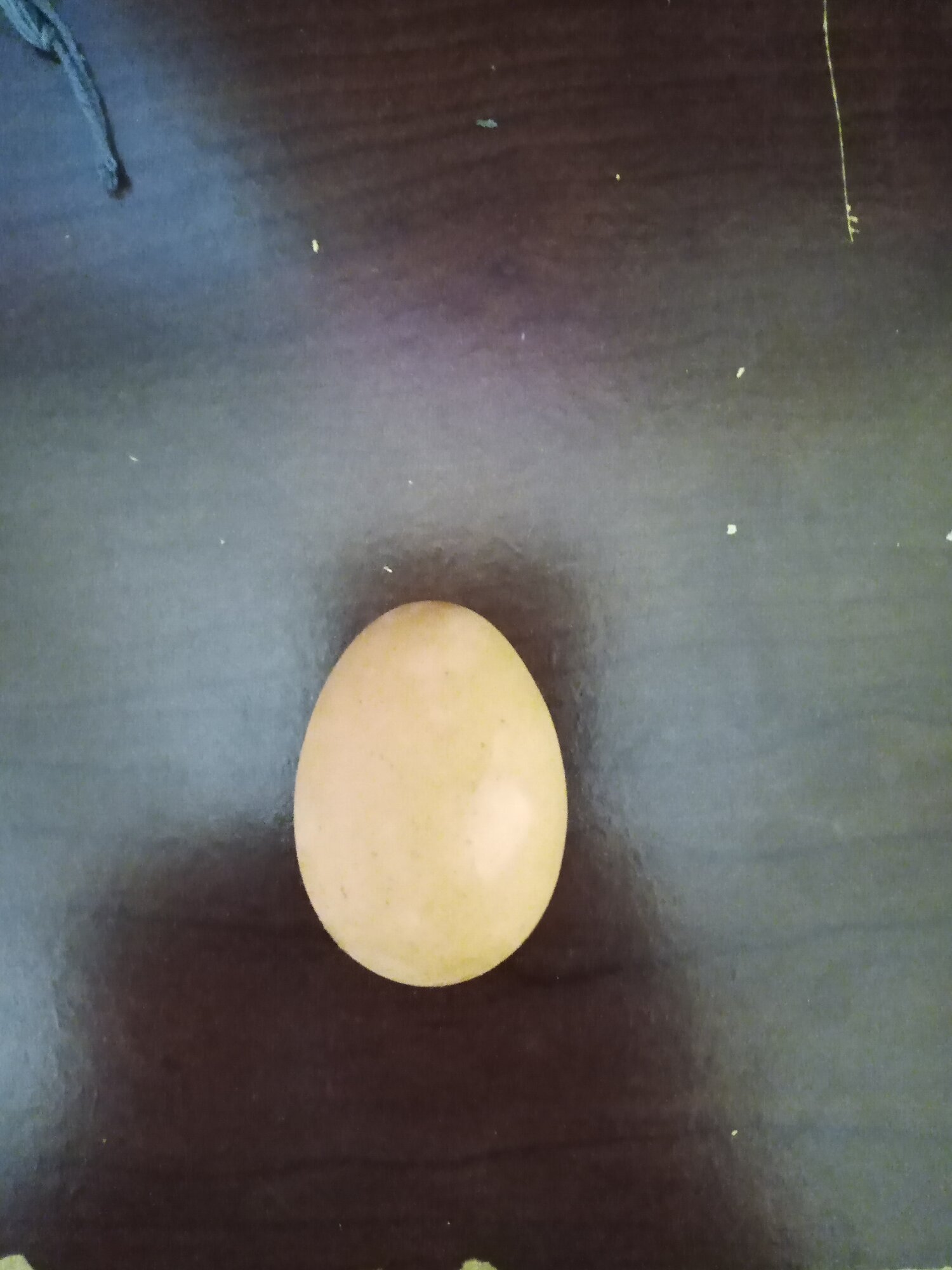 I got my FIRST EGG