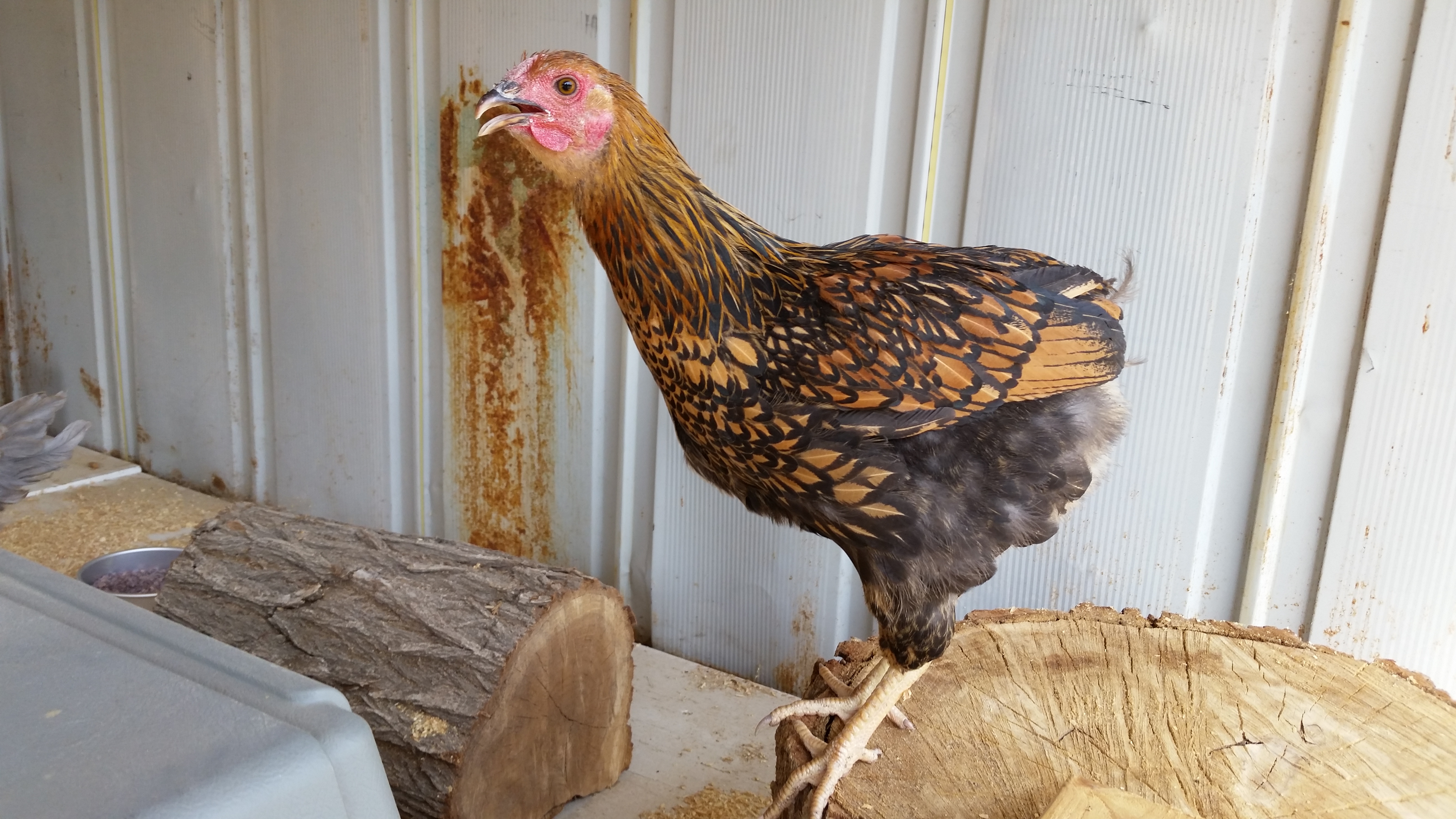 I got to name Nutmeg, she's a Gold Laced Wyandotte.