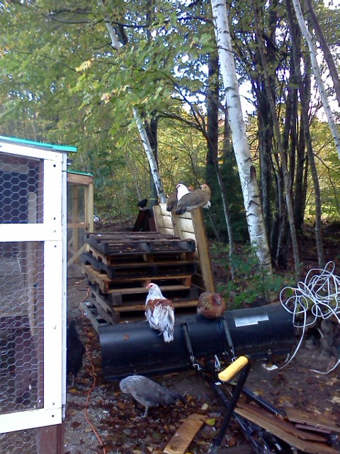 I guess anywhere is a good place to perch!