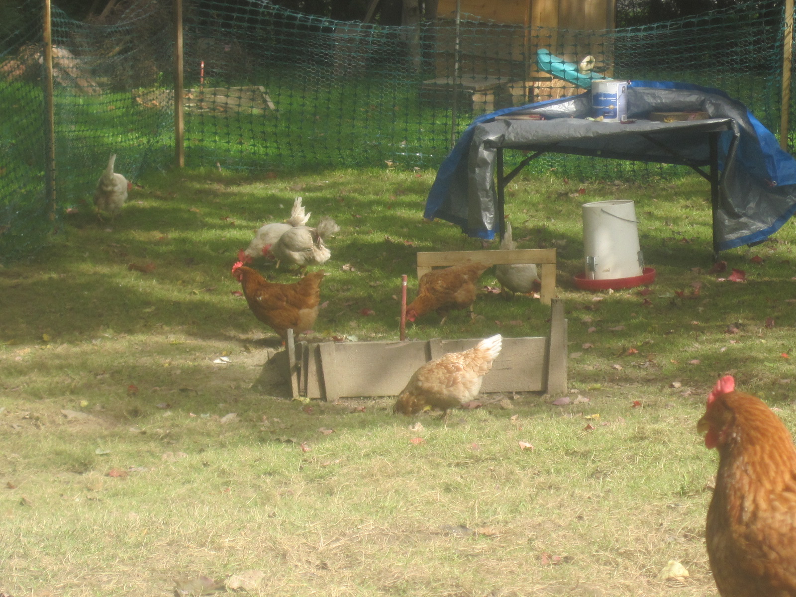 i guess they like playing in our hourse shoe pit more than we do.