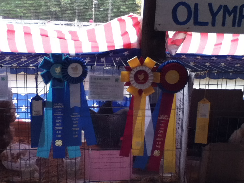 I had participated in showmanship during the 4-H fair and it was my first year. Here is a pic of the cage my Barred Rock Bantams were in. I won First Place, Grand Champion Showmanship, Grand Champion Hen, and Reserve Champion Rooster.