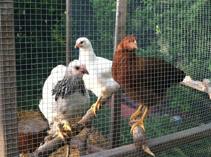 I had the little girls in with the big one while I went out and came home to the littles having taken over the roosts