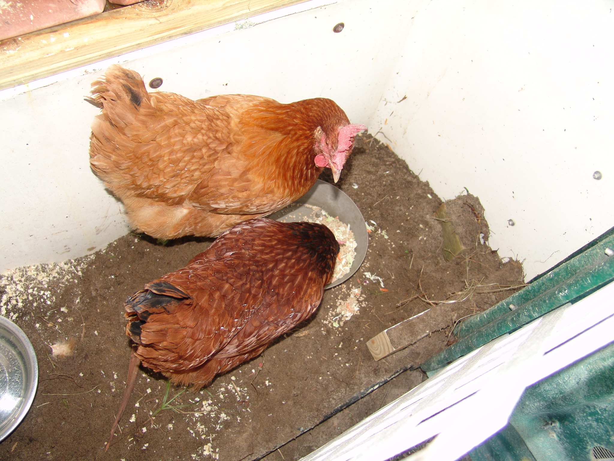 I had the seat hole covered with wood and I added sand to the floor to keep them from slipping.