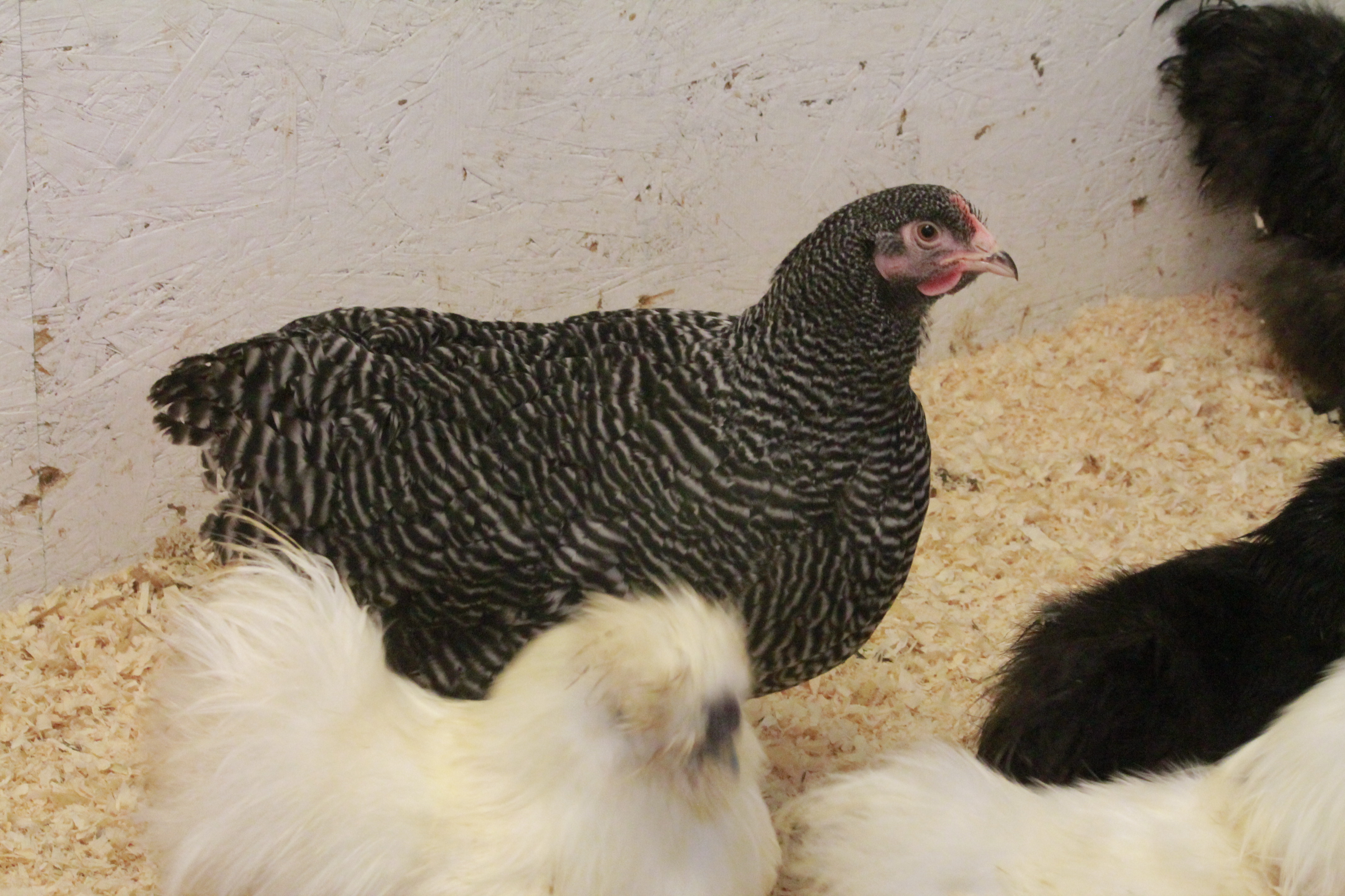 I had to clip crests... Some had a very bad hair day from the fermented feed. At least they can see... that's all I have to say.

Barred Rock Pullet has been in with the silkies since she was a chick. I have to move her and the naked necks..