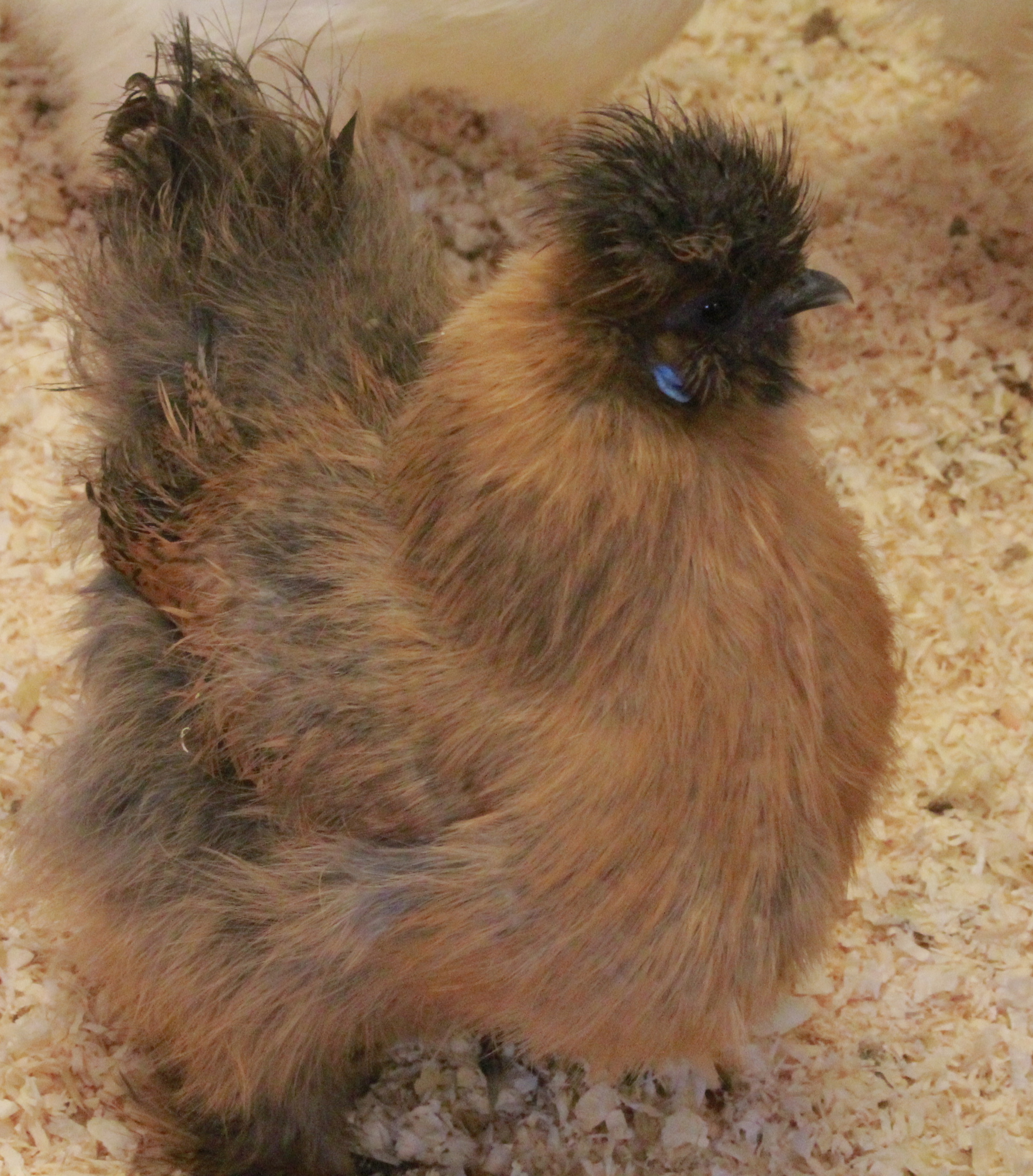 I had to clip crests... Some had a very bad hair day from the fermented feed. At least they can see... that's all I have to say.