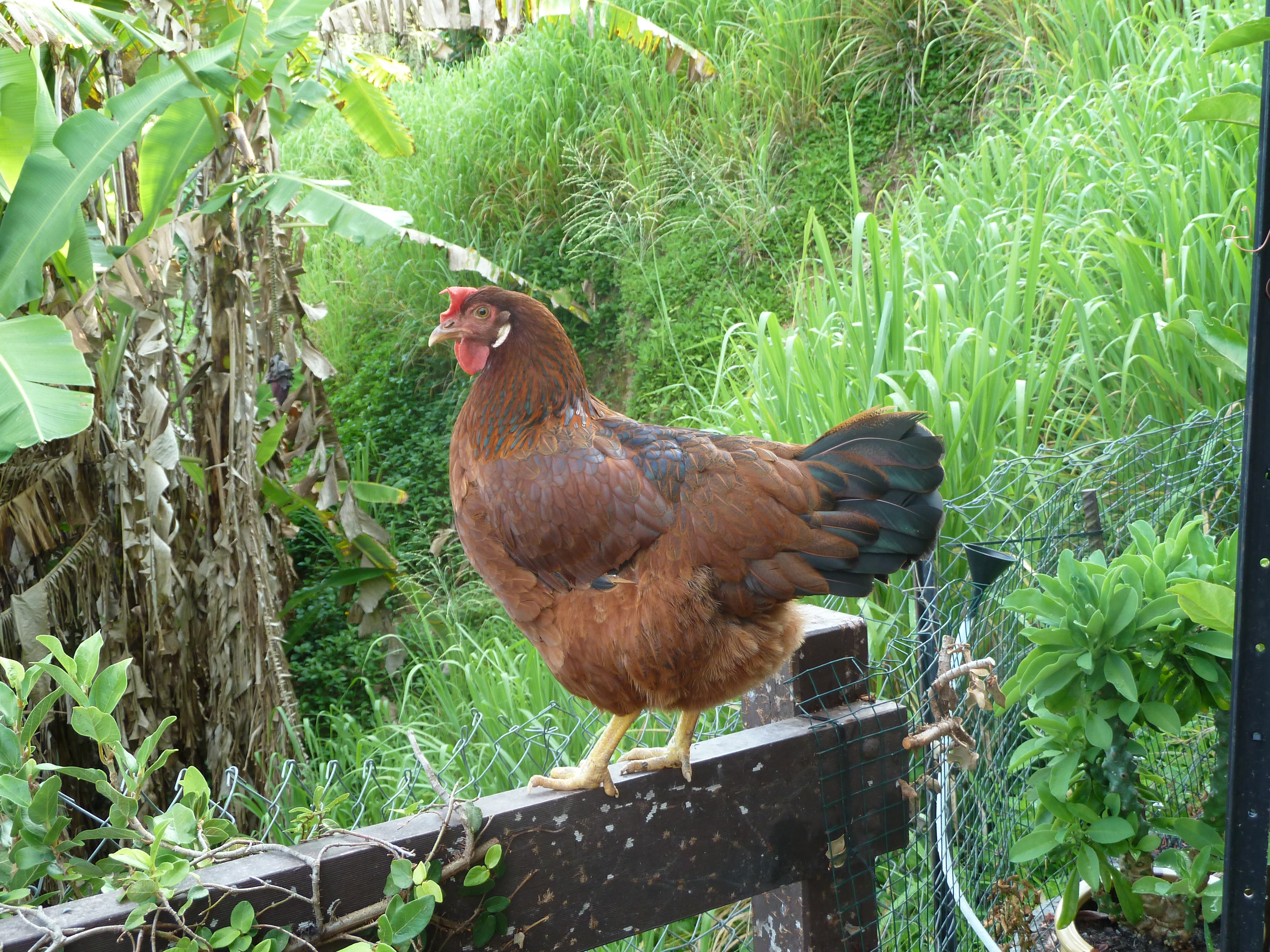 I had to clip Tracey and Pepper's wings so they couldn't jump over the gate but I allowed Tracey to stay on the fence.
