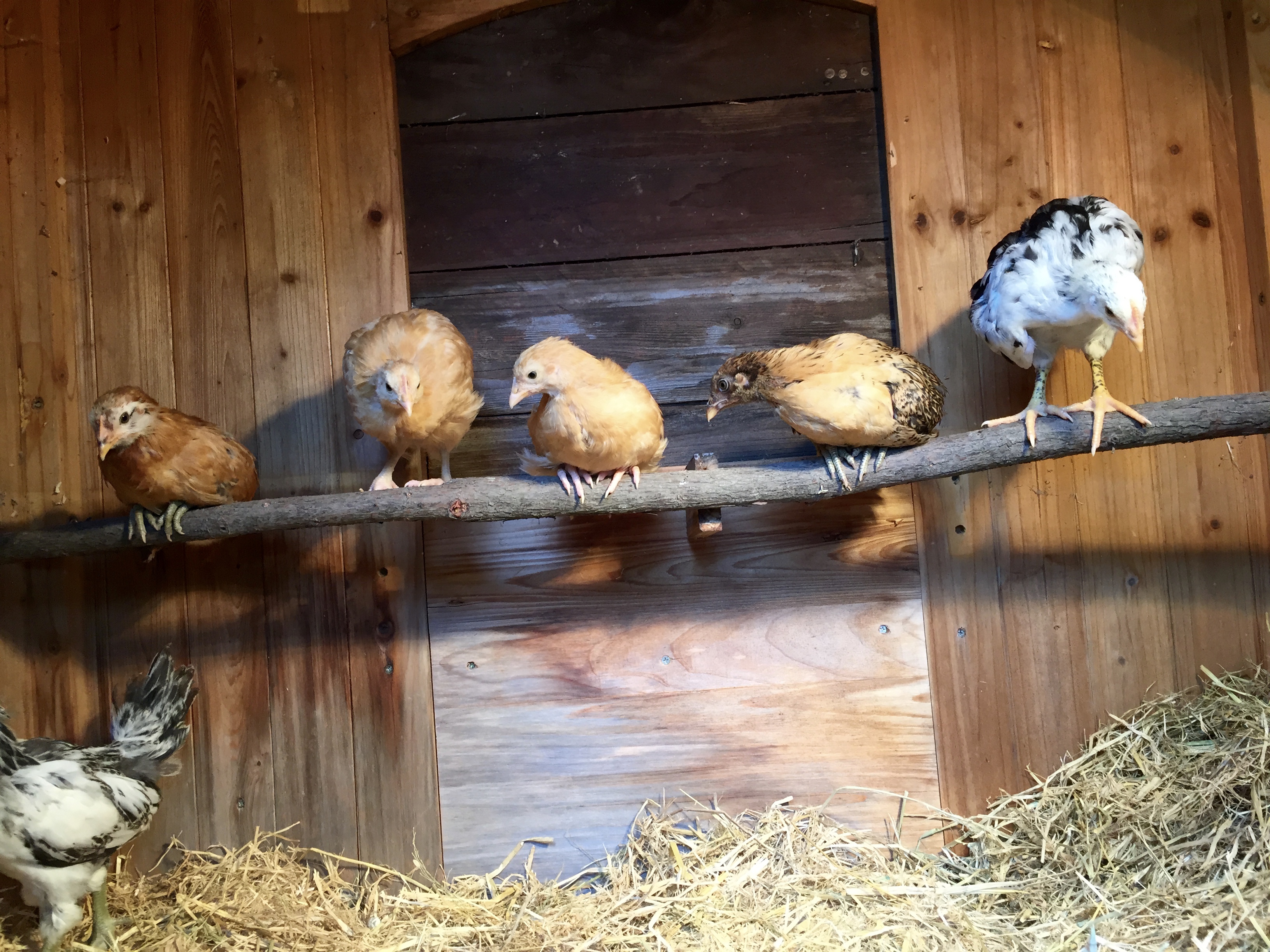 I had to place the chickens on their roost... after the photo, they all slept under the water bucket until they were older.