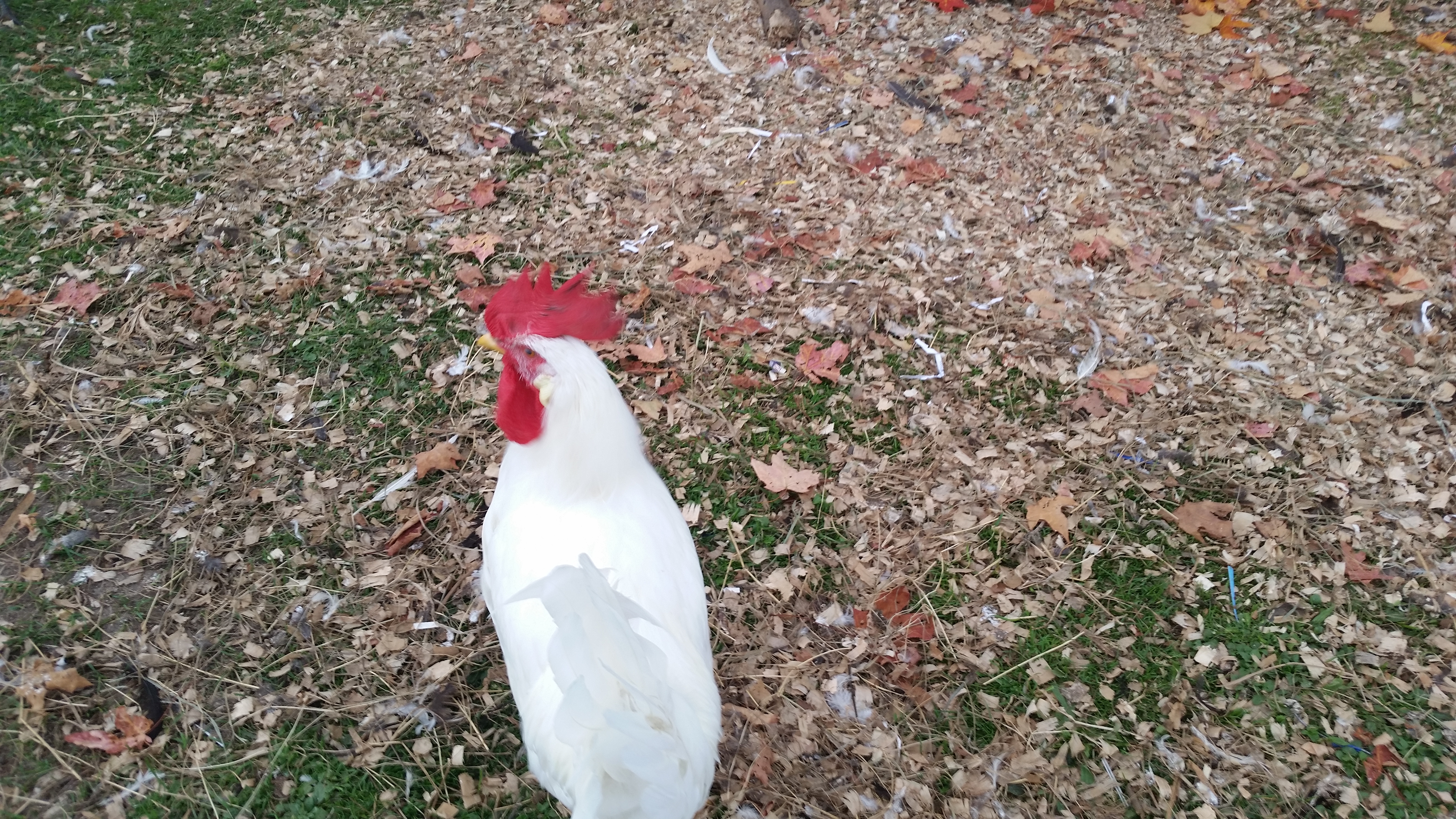 I have 2 of the white leg horn roosters  and I have 28 hens but the two roosters fight what do I do
