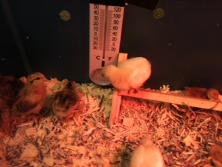 I have 4 breeds: Rhode Island Reds 4, Red pullets3, Amberlings 3, Easter eggers 2.