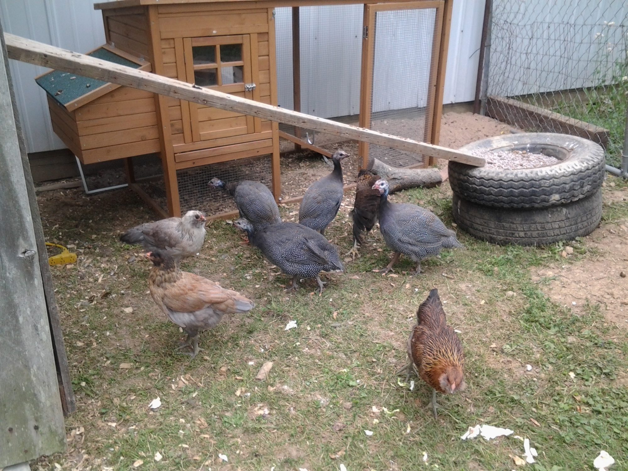 I have 4 guinea fowl and one, I know, is a female.  And, unfortunately I think the other 3 are males.  One of the 3 has medium waddles and is pretty quiet; so I don't know about that one.  I have 5 Easter Eggers named, Cee Cee (she kinda looks like a seagull, Ebony (tan with a black head), Spot (speckled neck), and Ressie and Dessie
(they look like twins except Dessie has more of a fluffy face).  I had 6 Easter Eggers, but lost one that had the split beak.  She literally starved to death.  I had 6 Barred Rocks, but I guess I picked up the wrong one at Rural King, and I found it dead the next day after I brought it home.  My other 5 were supposed to be pullets, but one turned out to be a Roo (Reggie).  The older chickens are still whooping up on the Rocks, but I make sure they get their share of the food and water.