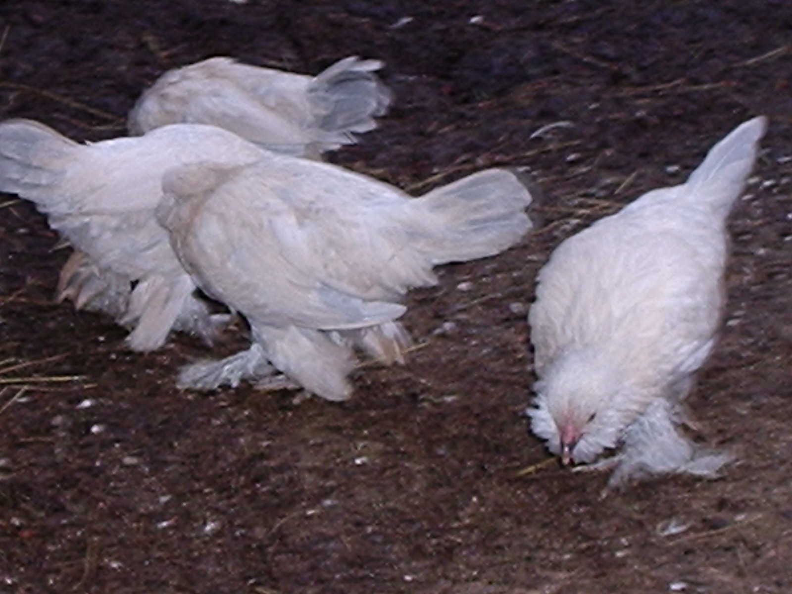 I have a flock of 4 hens and 1 rooster of these little guys.  Apparently they are porcelain D'uccles.  I was lucky enough to get them for less than $4 each, and didn't know what they were at the time.  Just thought they were very pretty, and I like bantam-sized birds.  Beauty Queens and Jock.
