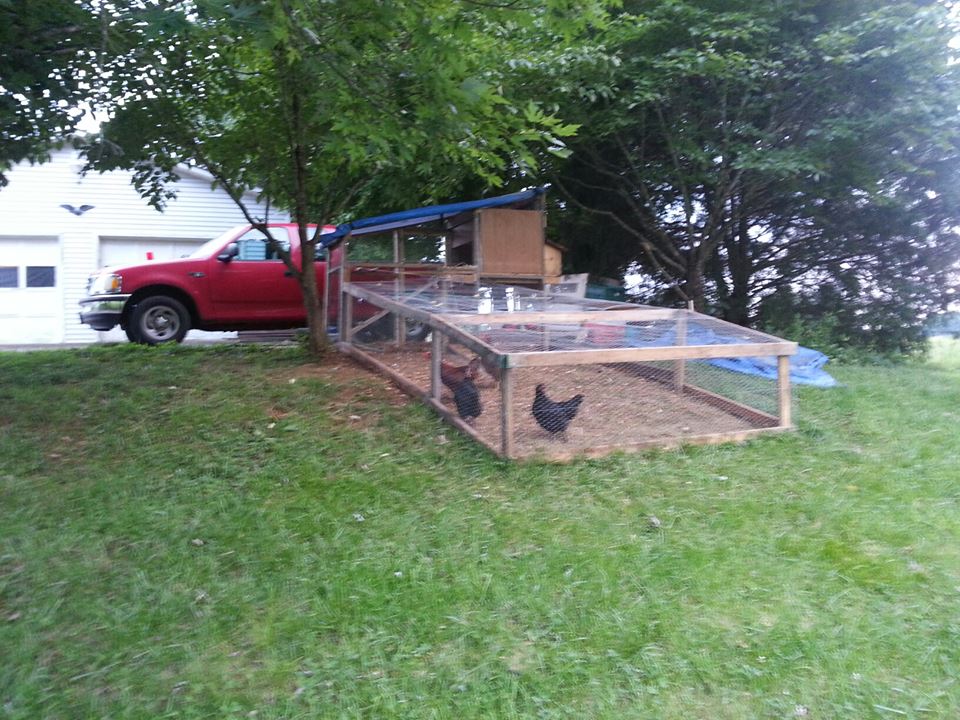 *
i have a little over an acre and the entire bottom half of my land is a "green area" all grass and clover the girls seem to love it when they are out.