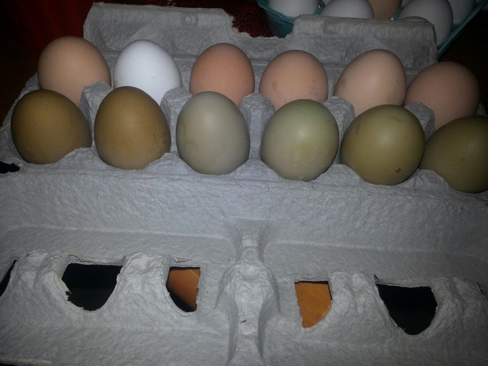 I have an olive egger which I am trying to get a few as soon as mu  cream bars are old enough..2
row 1 1st 2 eggs from left are from my Blue Marran  next 4 are from my EE/BR Penny. She is the olive egger.. I'll eventually have many hens that lay the Military Olive Drab Green eggs.. :D