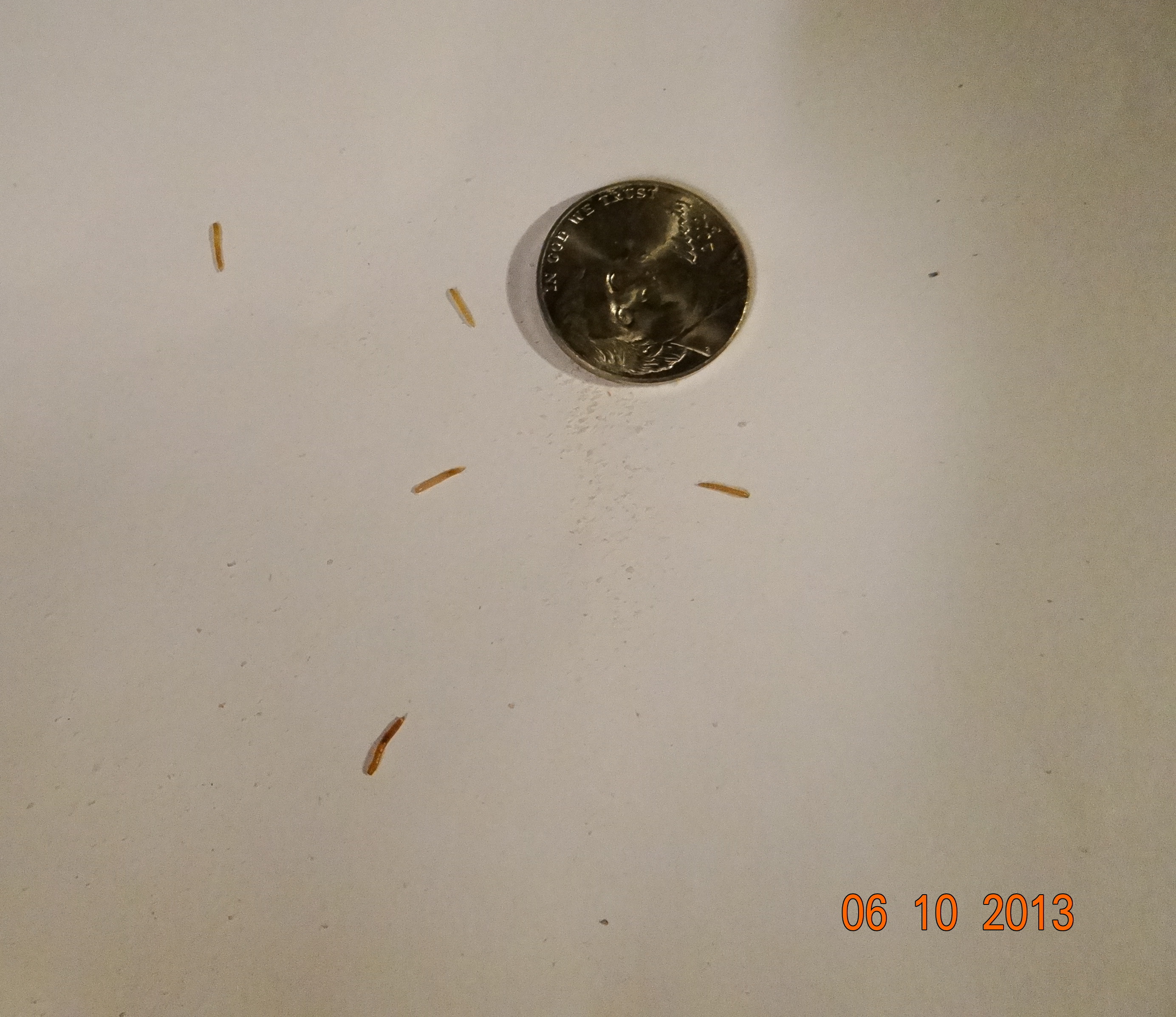 I have been trying to raise mealworms for my chicks, and so far (since the end of April) I have had fairly good success. You can barely see them in the substrate. (You can see it moving). I had to separate these 5 little ones so you can see how tiny they are!